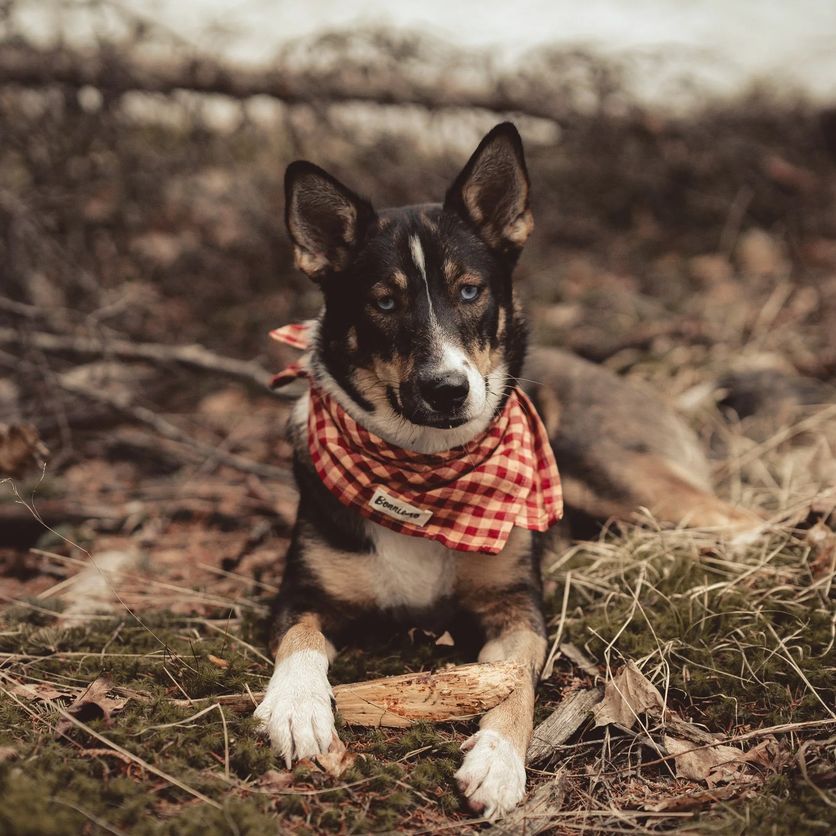 A dog with black, white, and tan fur, blue eyes, and upright ears, lying on the forest floor with a fallen branch, wearing a red checkered bandana.