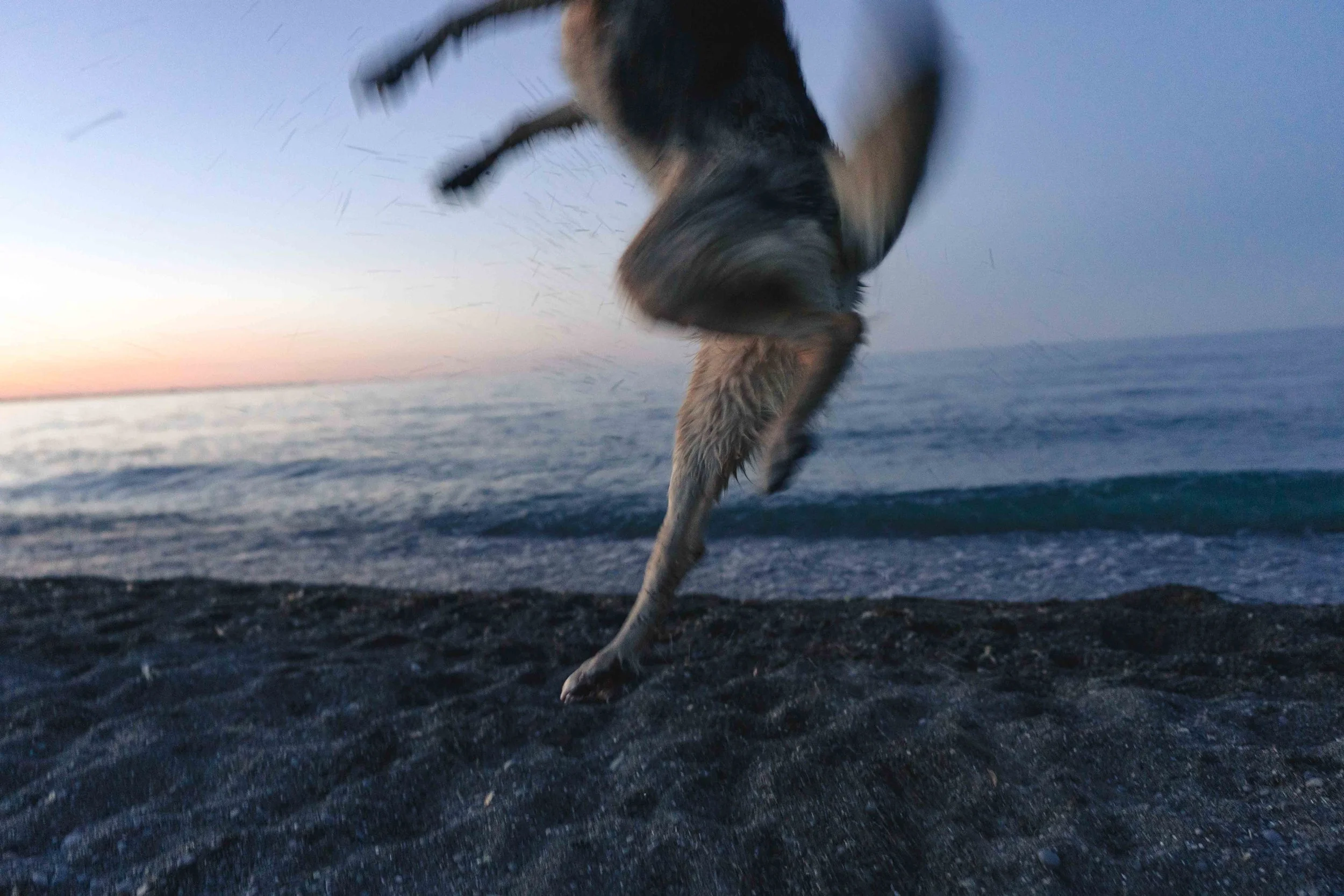 Dog jumping on a beach during sunset or sunrise, with ocean waves in the background.