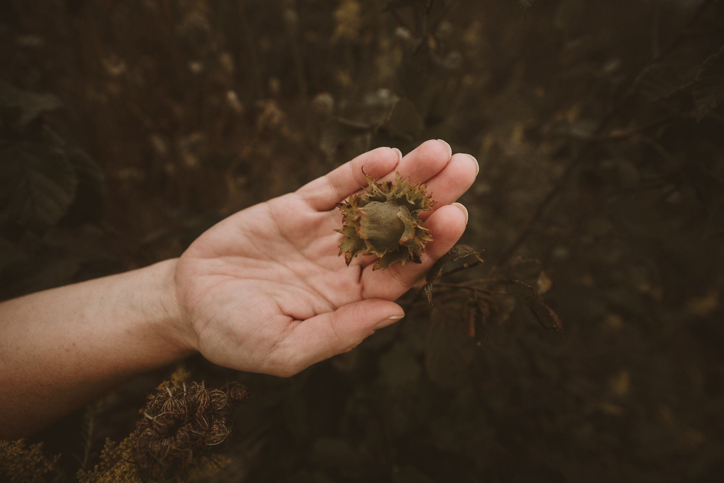 Hand holding a conifer cone close-up against a blurred brown background.