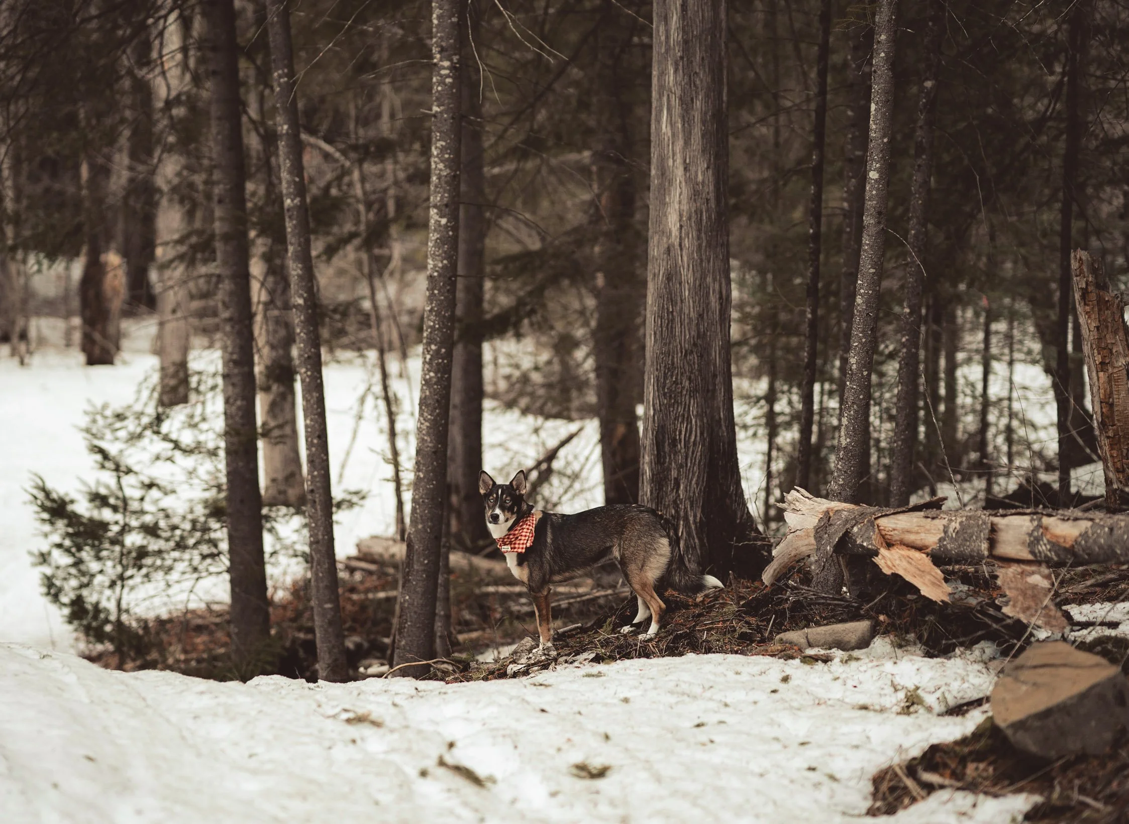 A dog wearing a red and white bandana standing on snowy ground in a forest with tall trees and fallen logs.