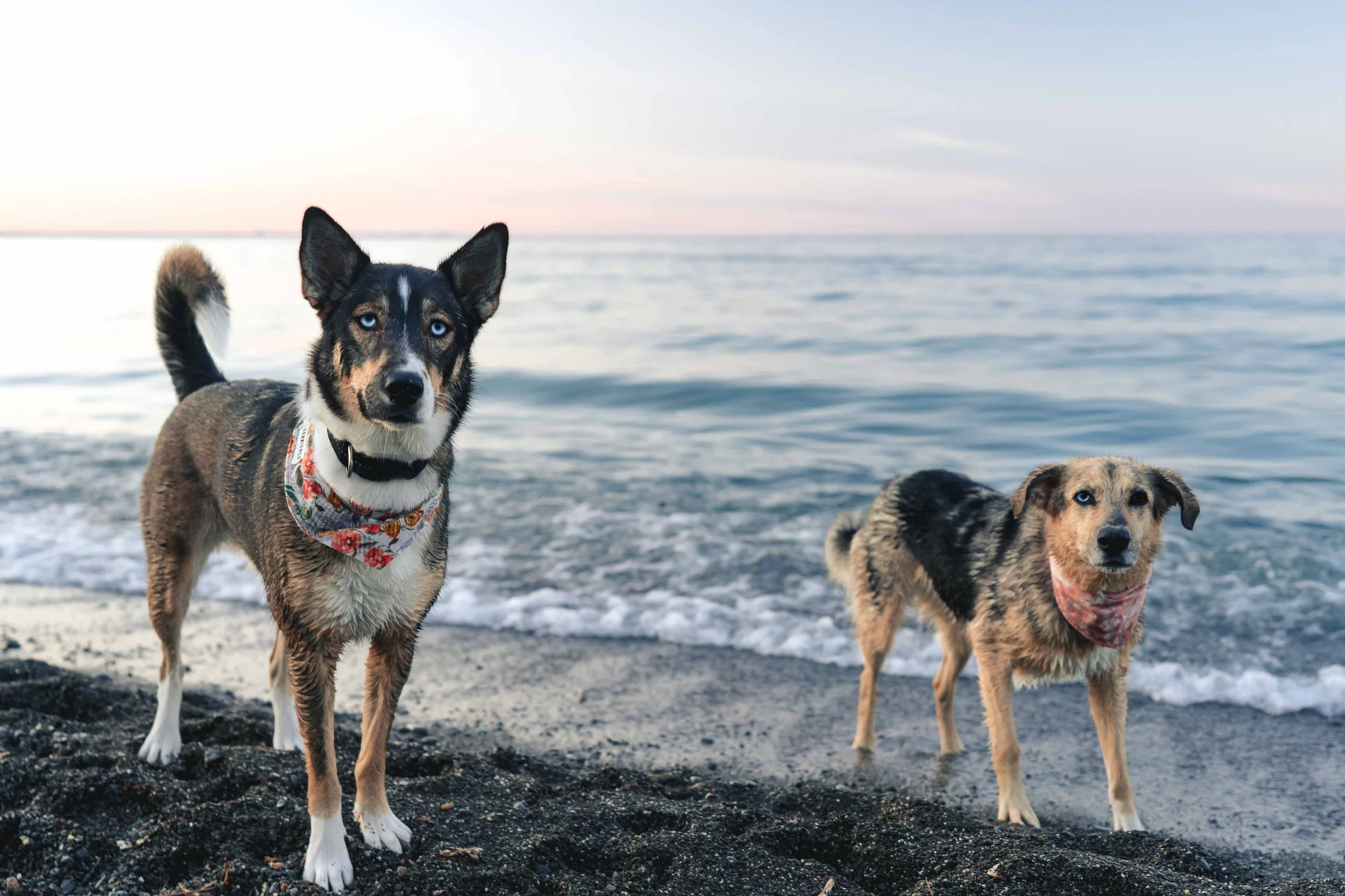 Two dogs standing on a black sand beach near the water, with the ocean and a pastel-colored sky in the background.