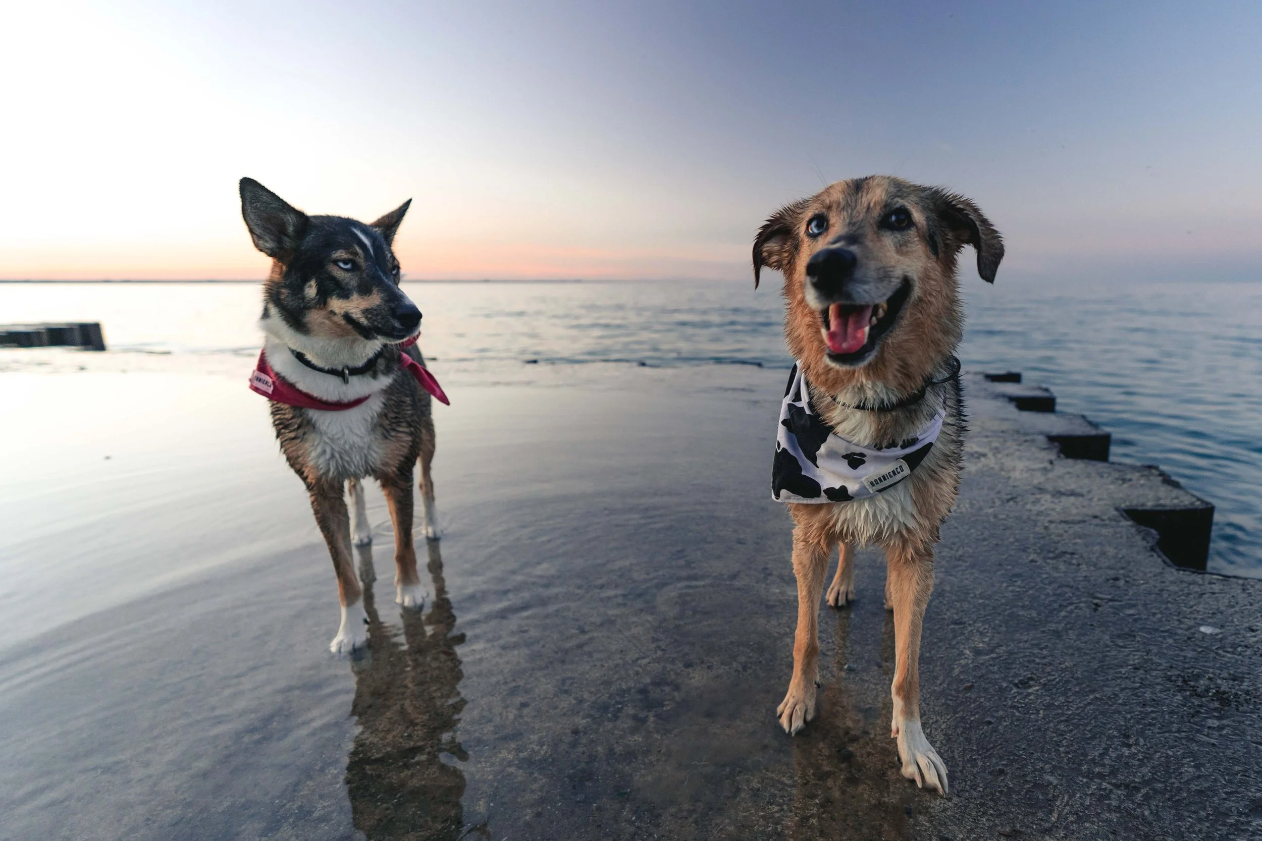 Two dogs standing on a wet dock near water at sunset, one with a black and tan coat and the other with a brown coat, both wearing bandanas.