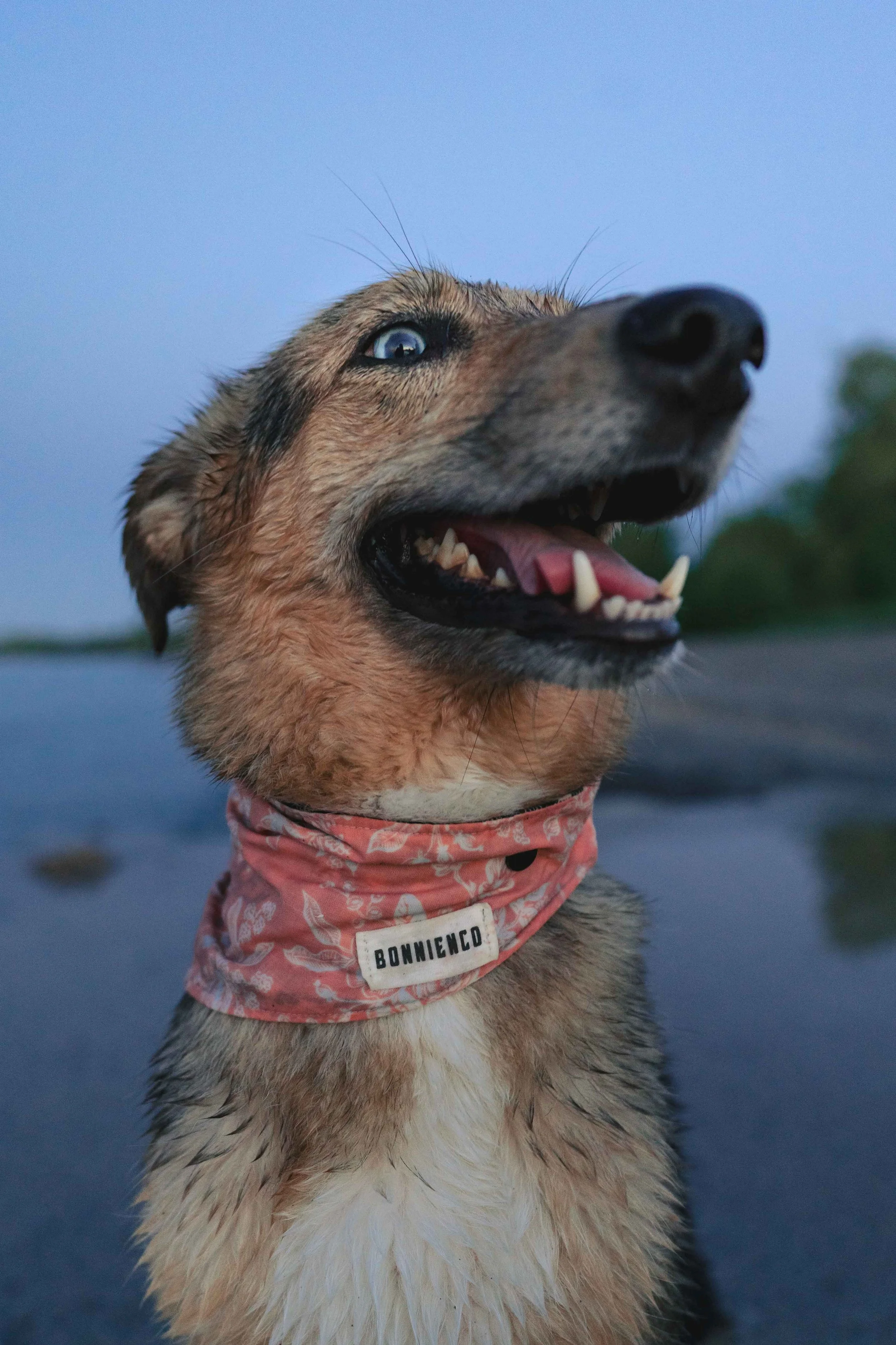 Close-up of a joyful dog with wet fur, wearing a pink bandana, outdoors near water, with trees in the background.
