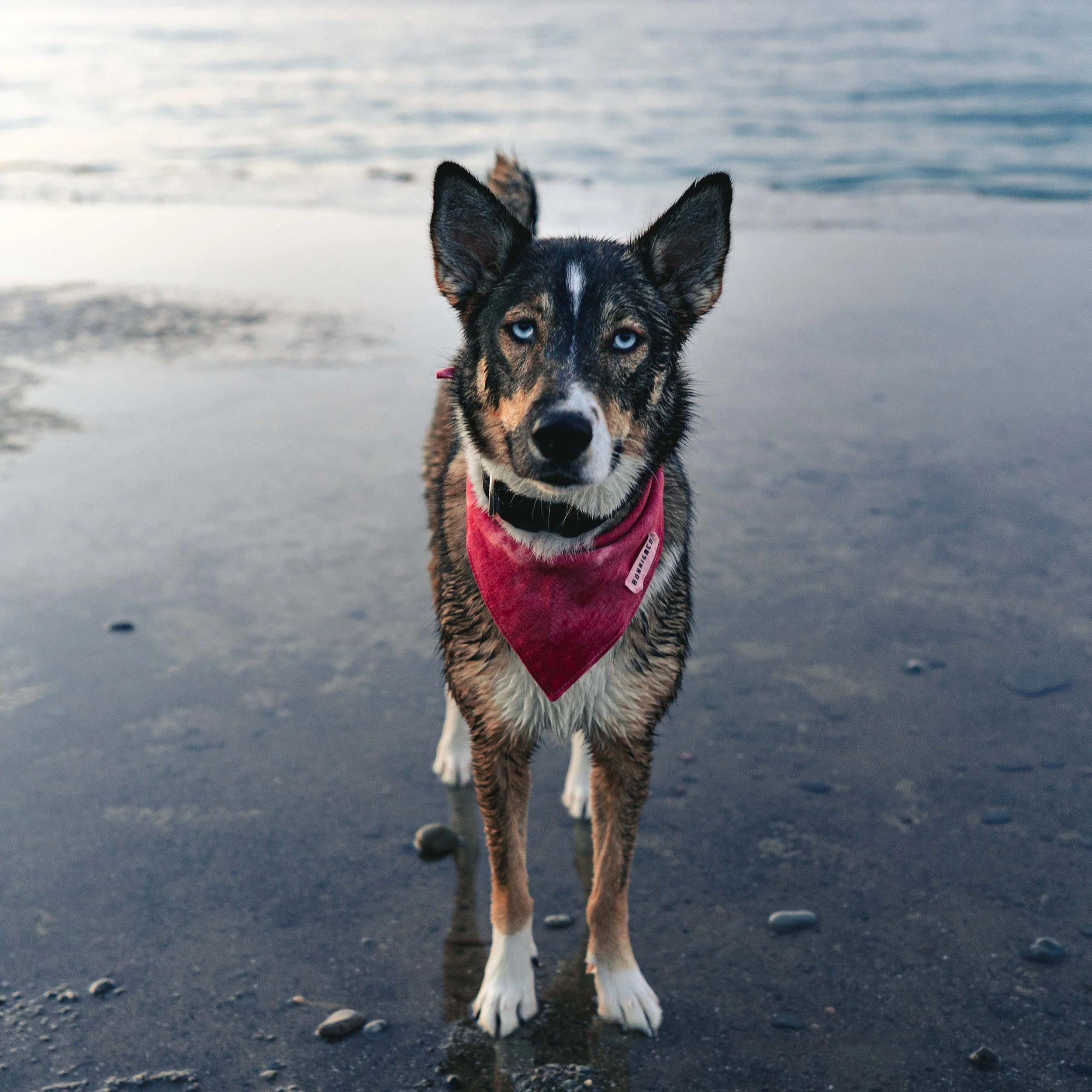A dog with blue eyes and a red bandana standing on wet beach sand near water.