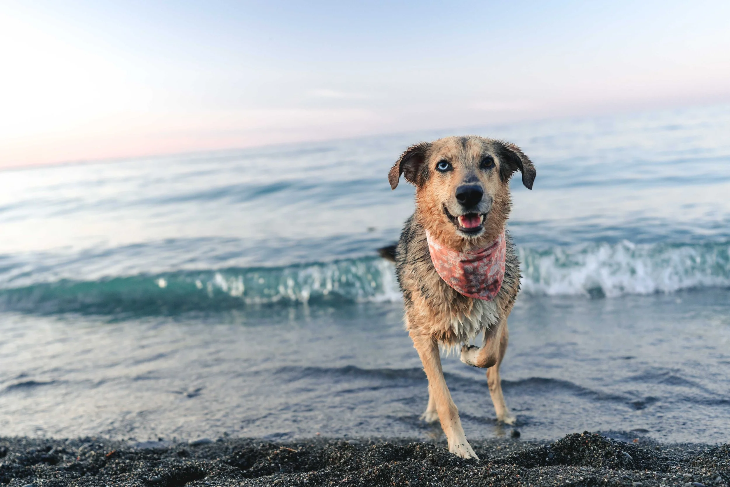 A happy dog with one blue eye and one brown eye standing on the beach near the water, wearing a red bandana.