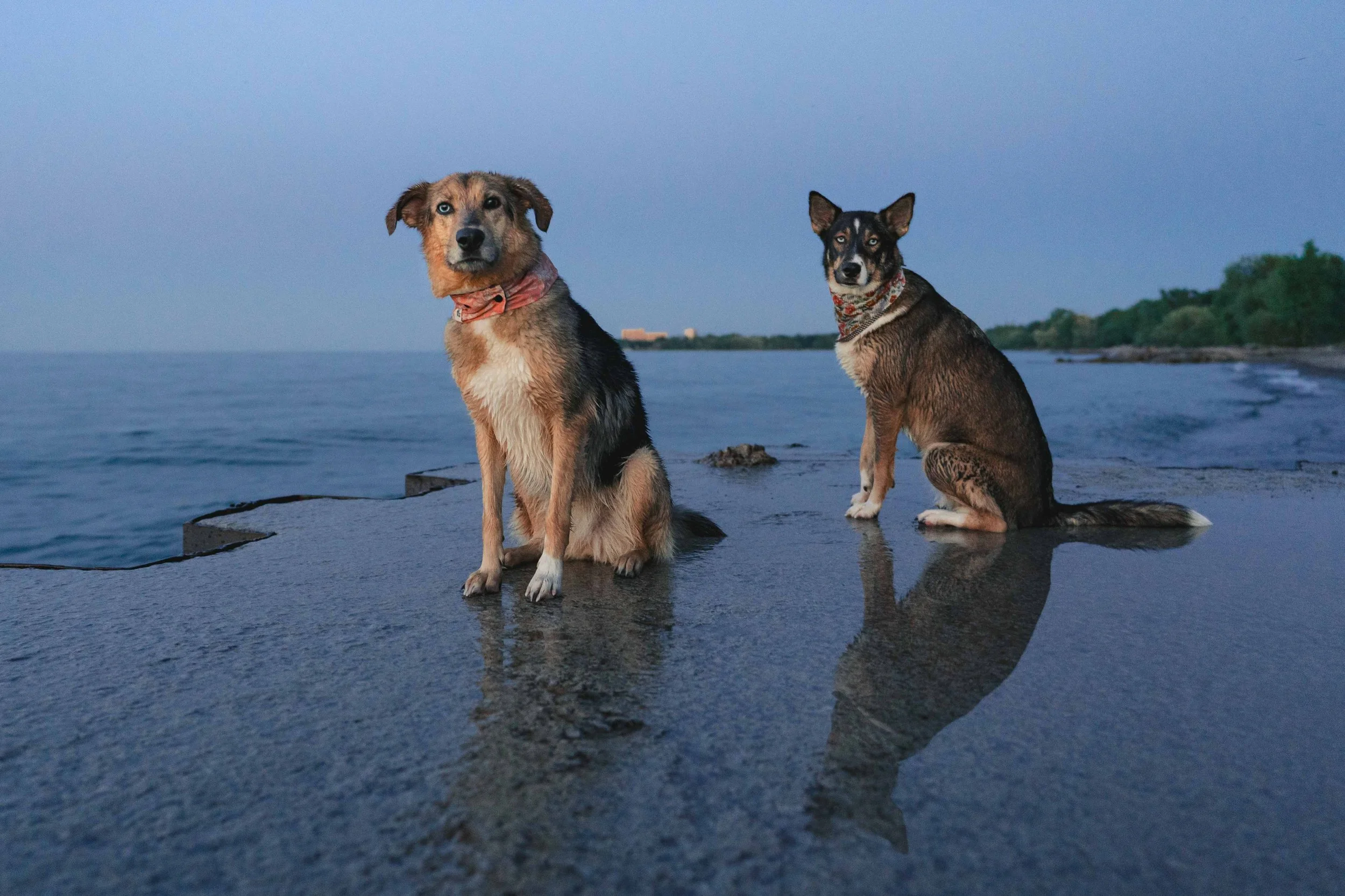 Two dogs sitting on a wet concrete surface near a body of water during dusk. The dog on the left has a tan and black coat with a pink collar, and the dog on the right has a darker, patterned coat with a bandana. There are trees and a distant building