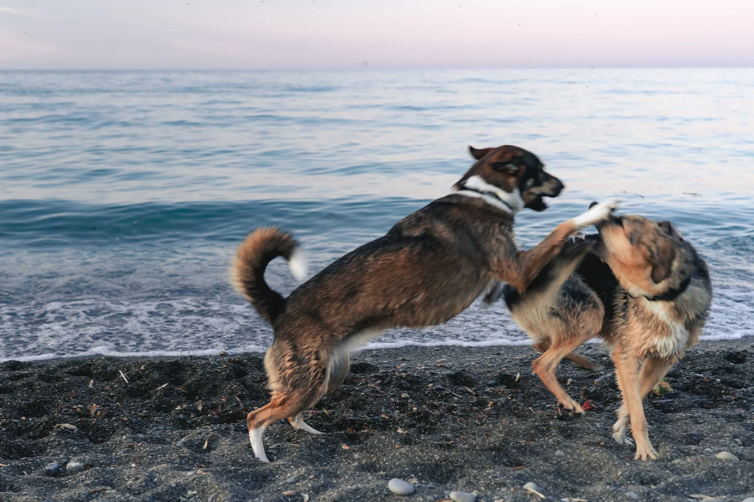 Two dogs playing and wrestling on a black sand beach near the ocean, with waves and a pastel sky in the background.