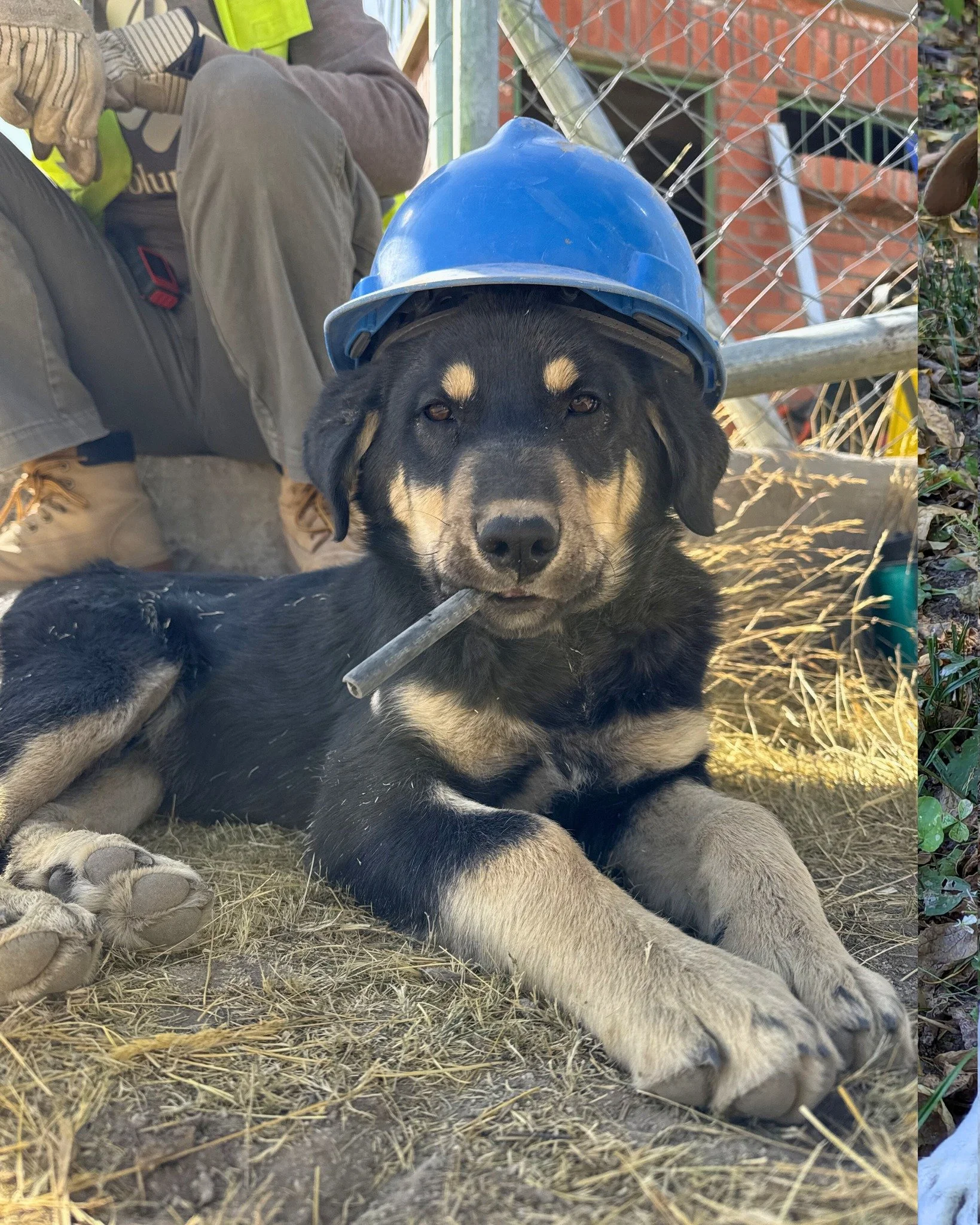 Happy Pet Day! 🐾

Today we&rsquo;re celebrating the furry, fluffy, four-legged (and sometimes three-legged!) friends who brighten our days and make life a little sweeter. Whether they&rsquo;re napping beside us while we work, demanding a walk break,