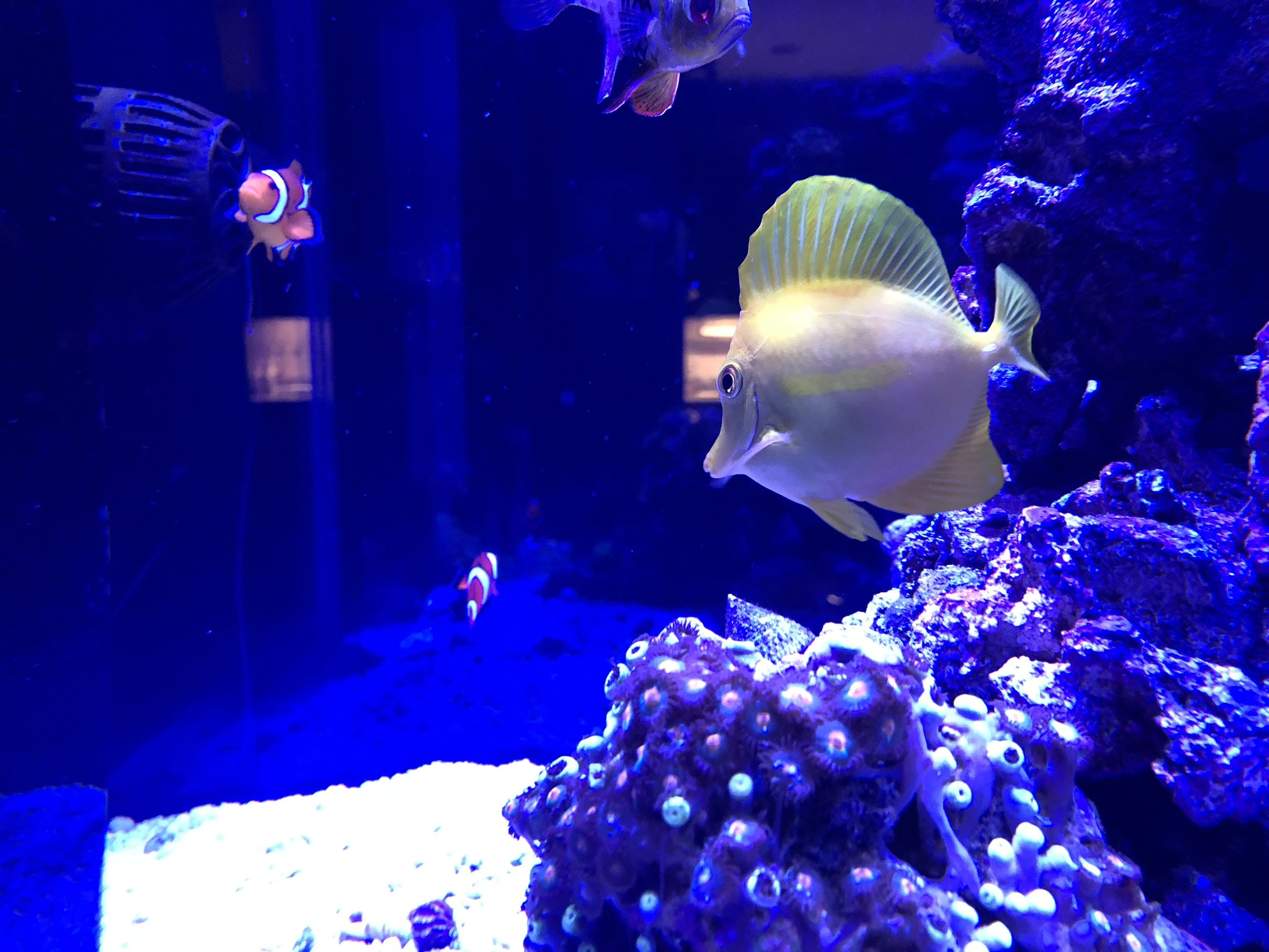 IMG_0462.jpeg