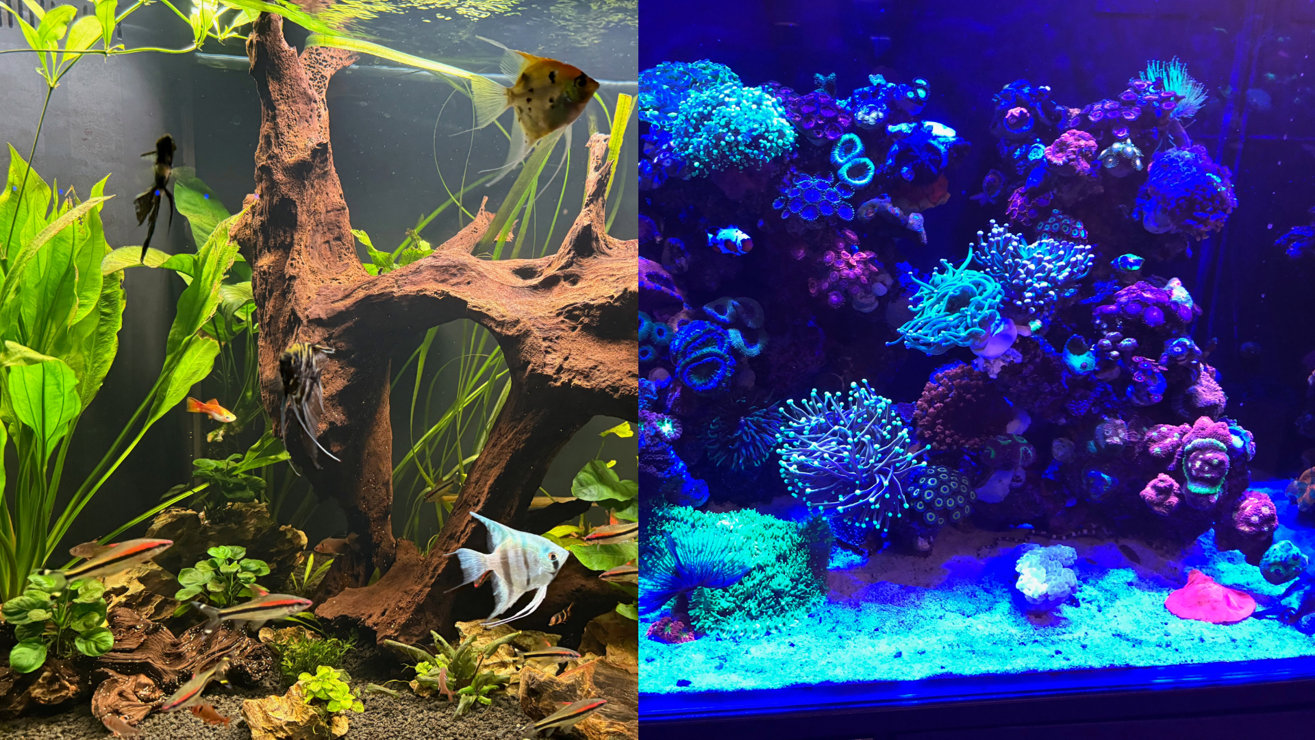 How to Choose the Right Type of Aquarium for You: Freshwater vs. Saltwater for Beginners