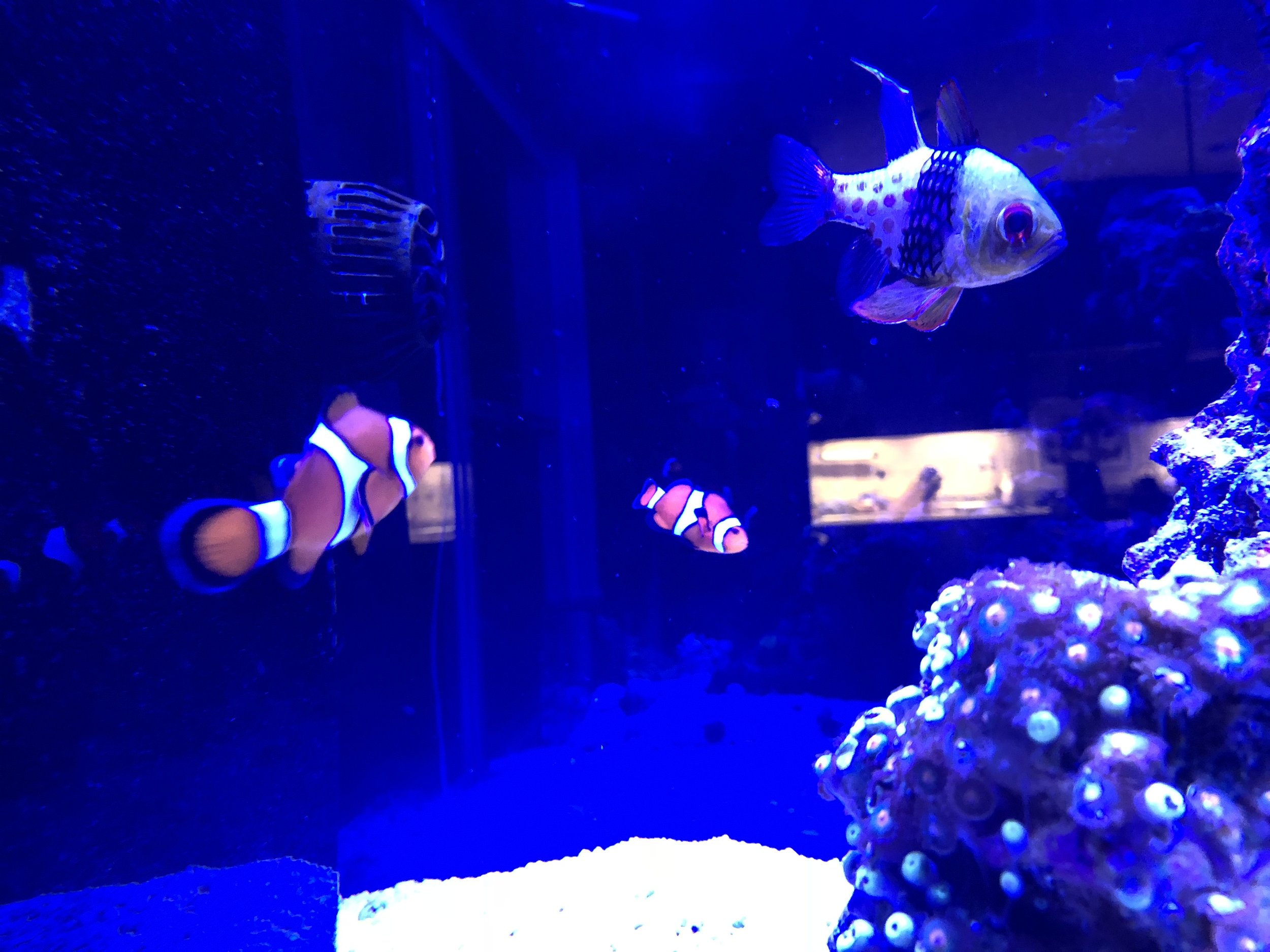 IMG_0461.jpeg