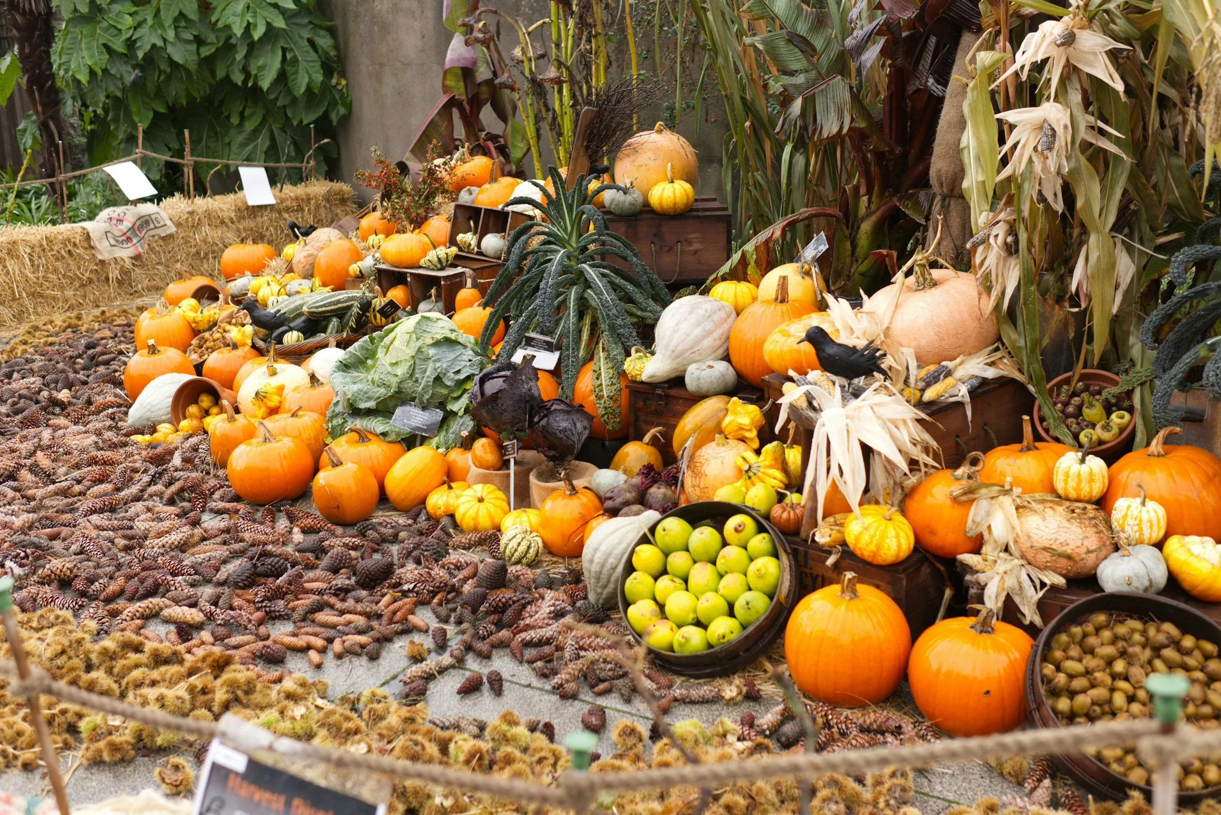 Harvest Festival