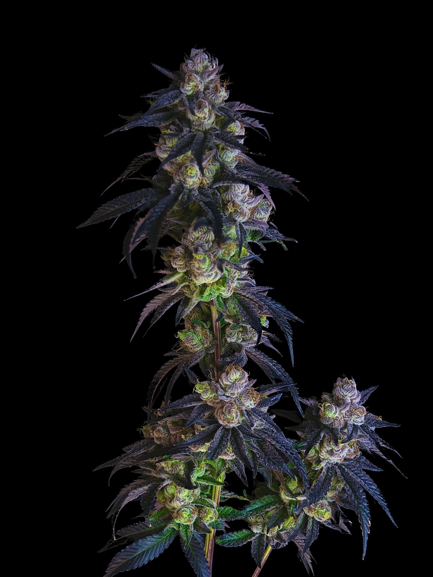 Bluephoria ♾️ 2026-January-Powr2

@goodgrns x @powrhouse.cali 

📸 Supreme