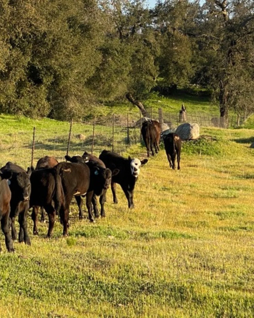 Today&rsquo;s lineup: wild neighbors, orchard rows, big sky, and a porch to end it right.

Plan your fall stay.

#RanchLife #BaileyCreekRanch #MountainViews