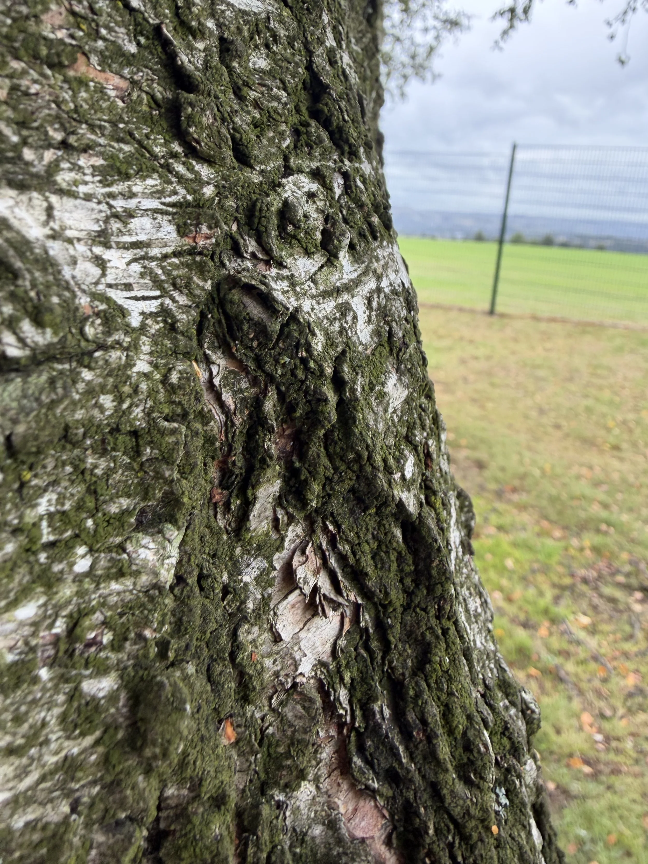 Close-up of a tree trunk with textured bark, moss, and patches of lichen, next to a grassy field and a metal fence in the background under a cloudy sky.