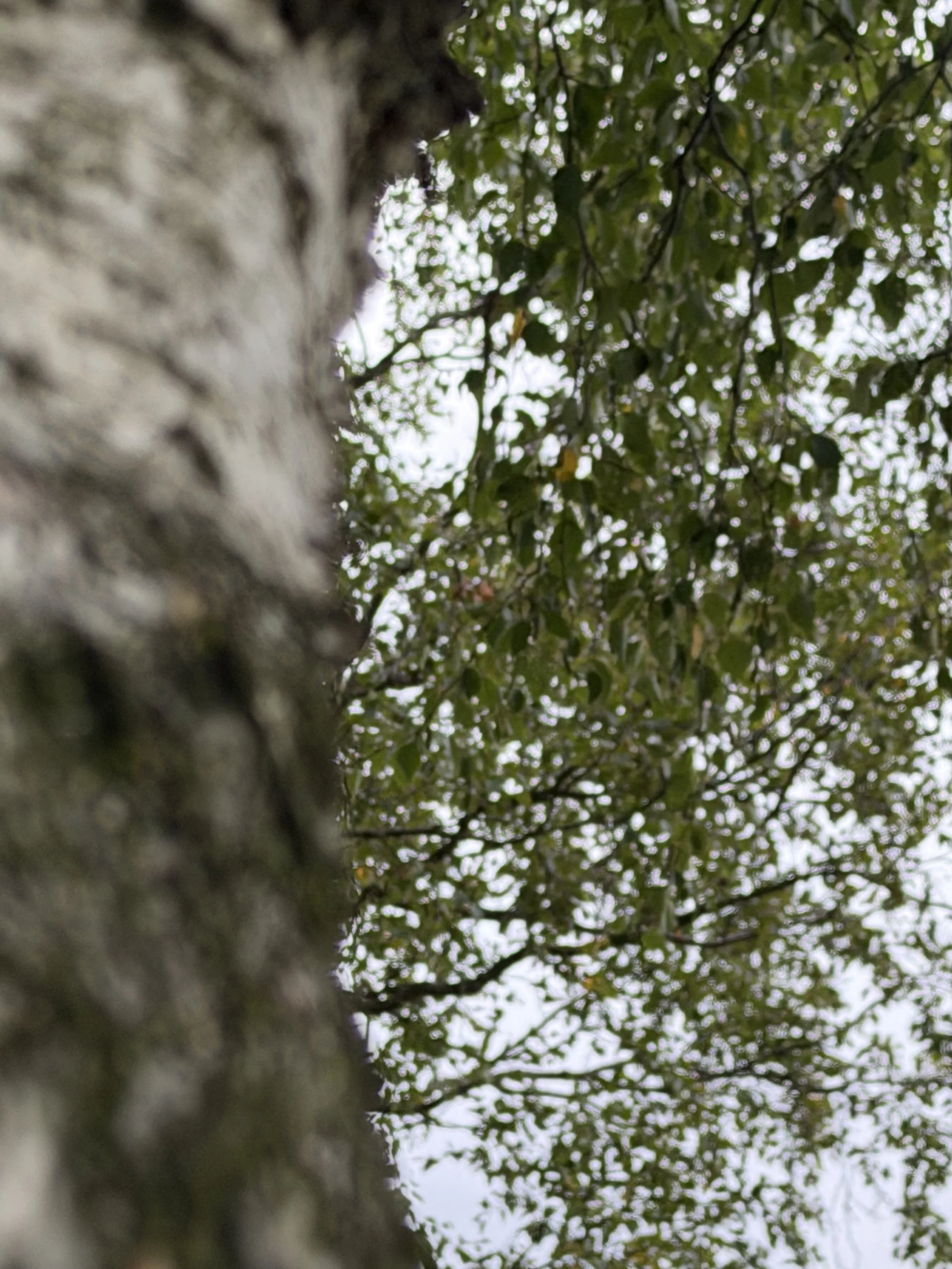 The image captures the view looking up a tree trunk with green leaves and branches in the background, with the sky peeking through.