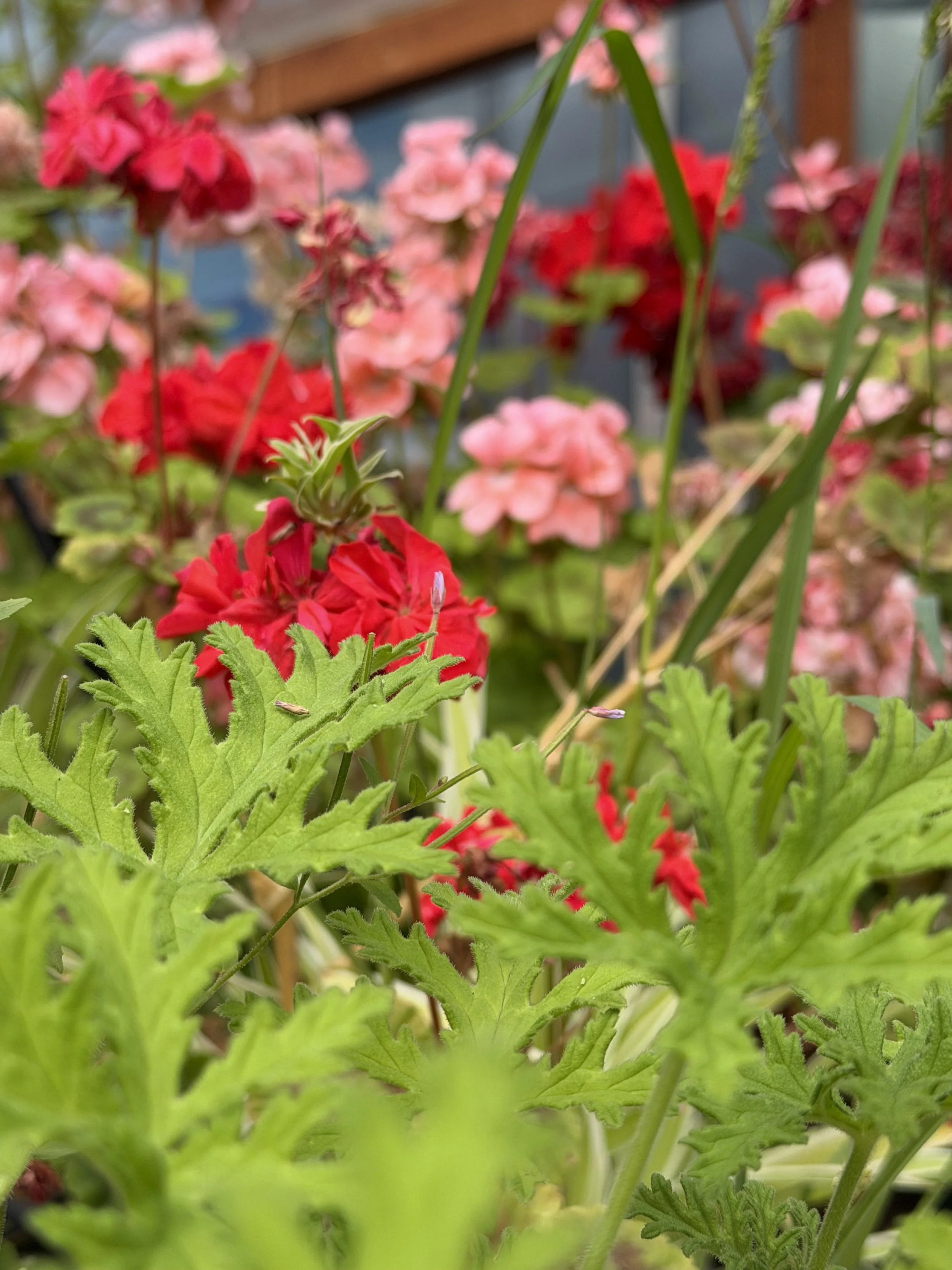 Close-up of pink and red geranium flowers with green leafy foliage in a garden.