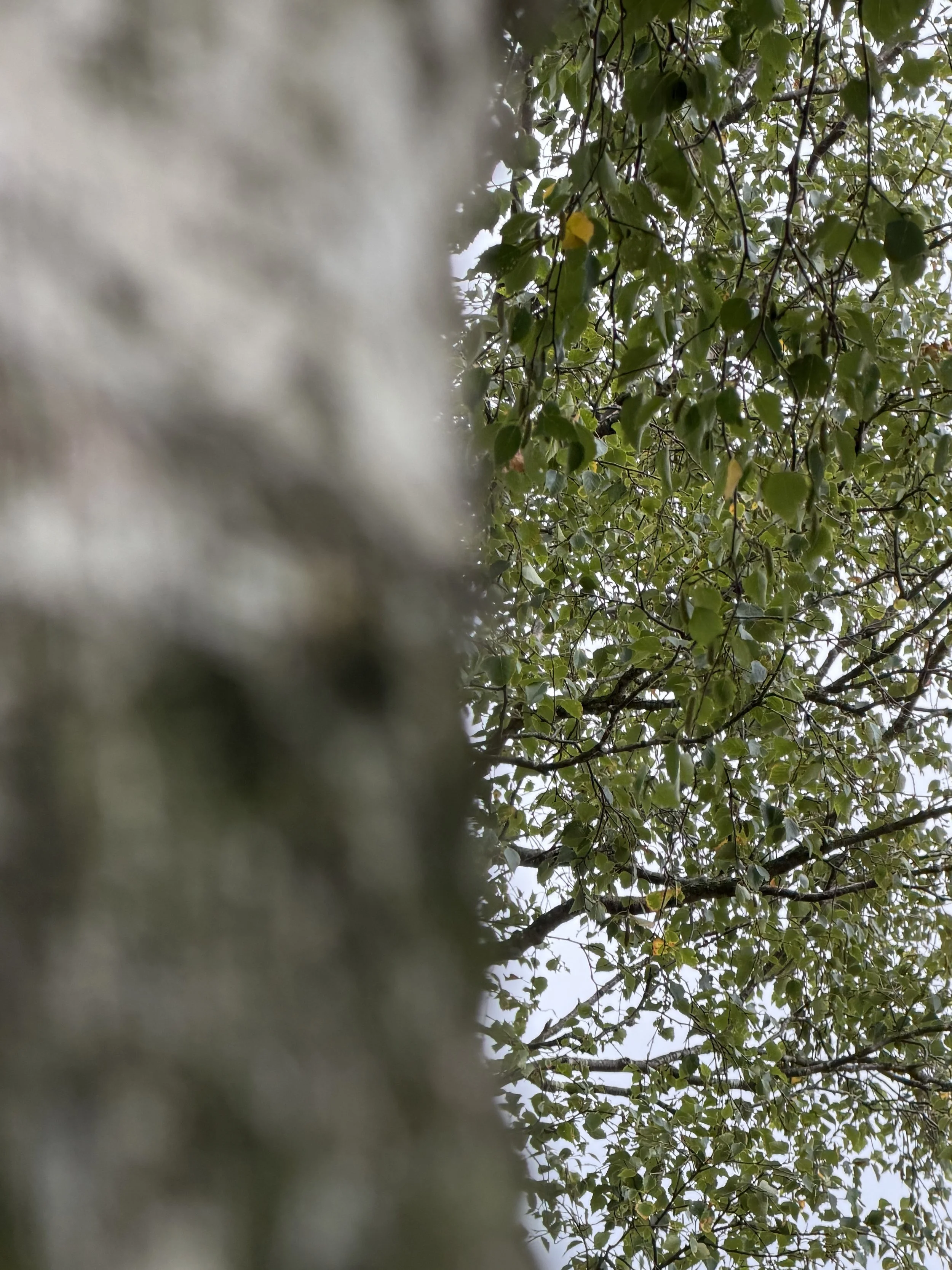 View of tree branches and green leaves, seen from below, with part of a fuzzy gray object in the foreground.