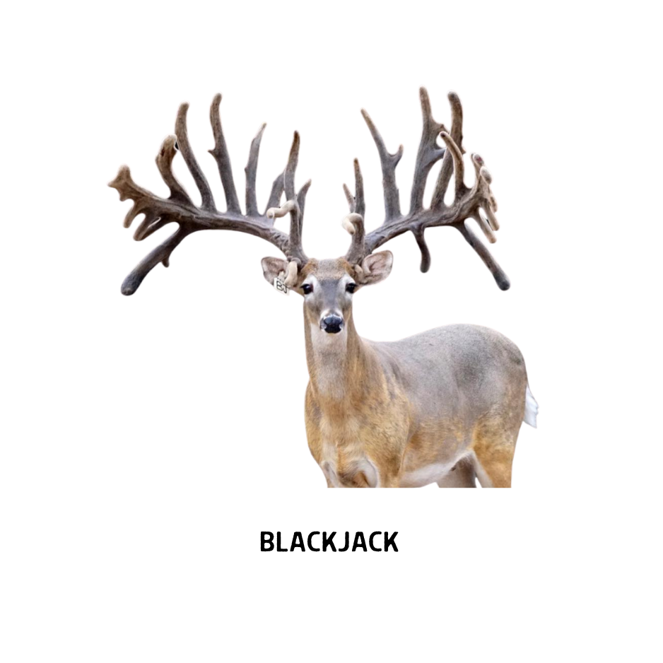 19.png