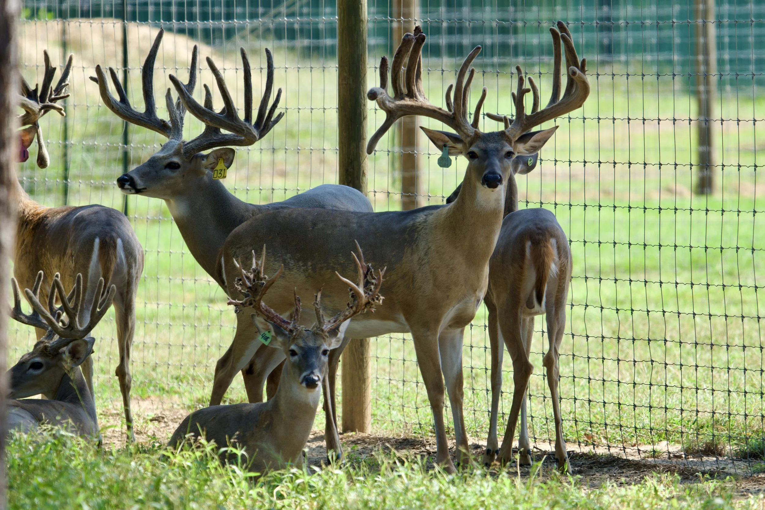 HIGH RISE @5 / FED UP @4 / GREEN 408 @1