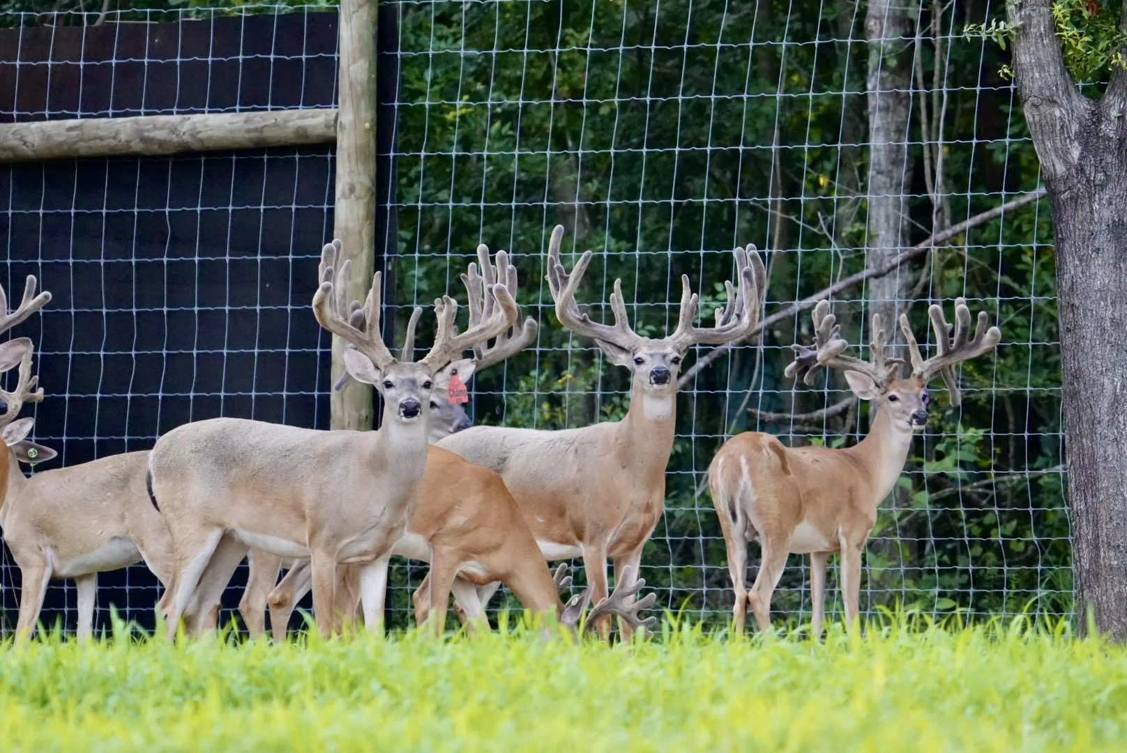 CHAMP @3 / HIGH RISE @5 / KODAK @2