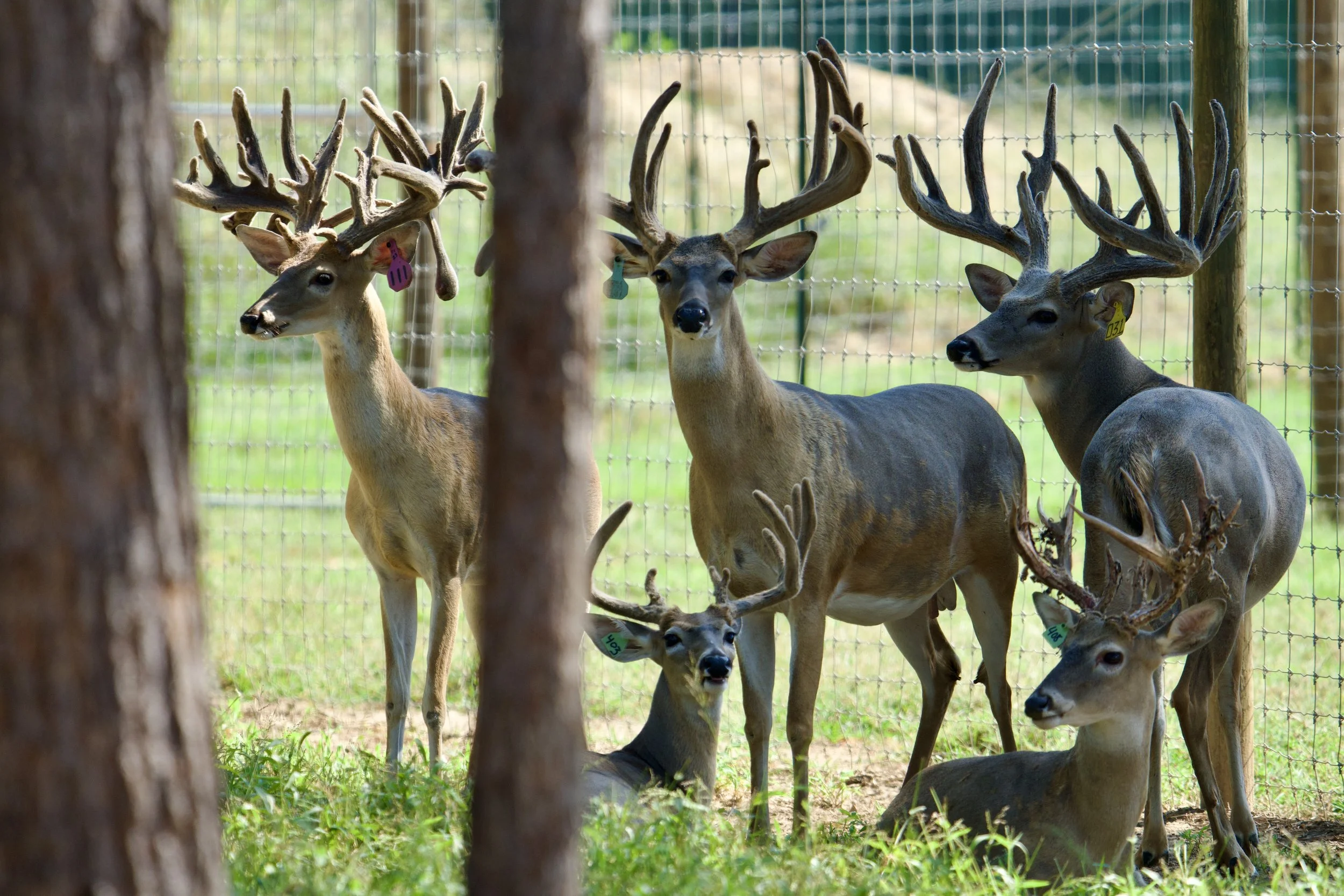  KODAK @2 / FED UP @4 / HIGH RISE @5 / GREEN 403 @1 / GREEN 408 @1 