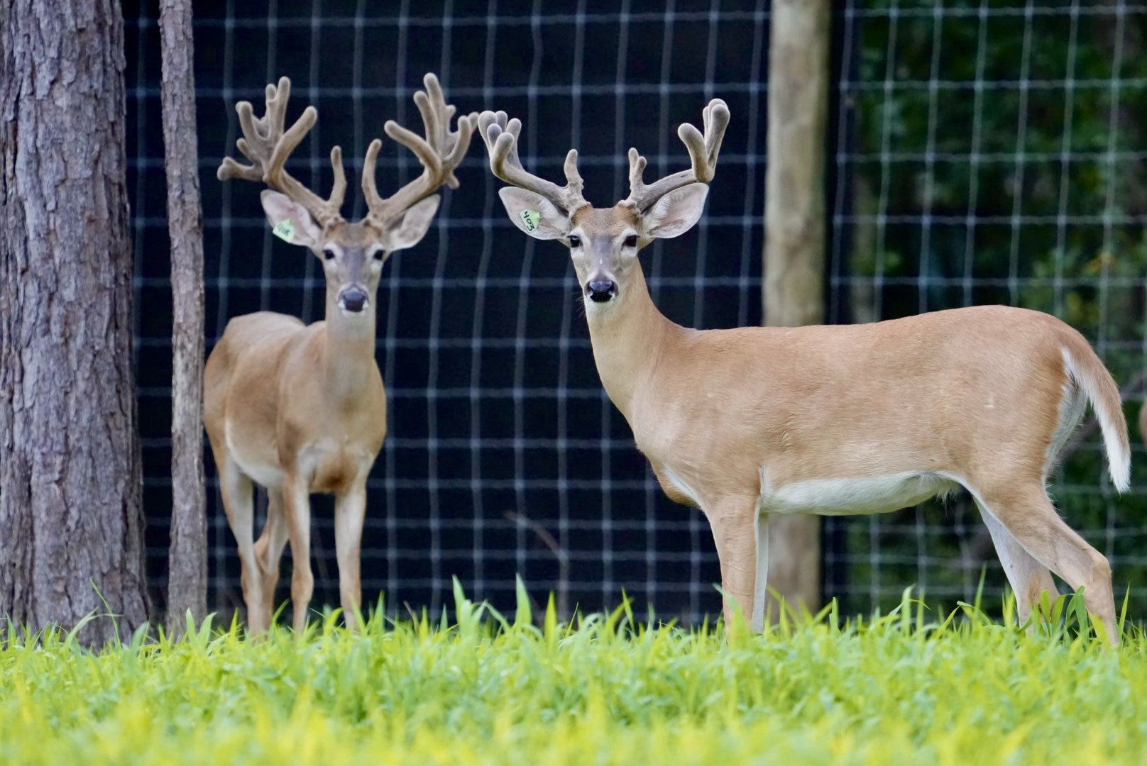 GREEN 408 @1 / GREEN 403 @1