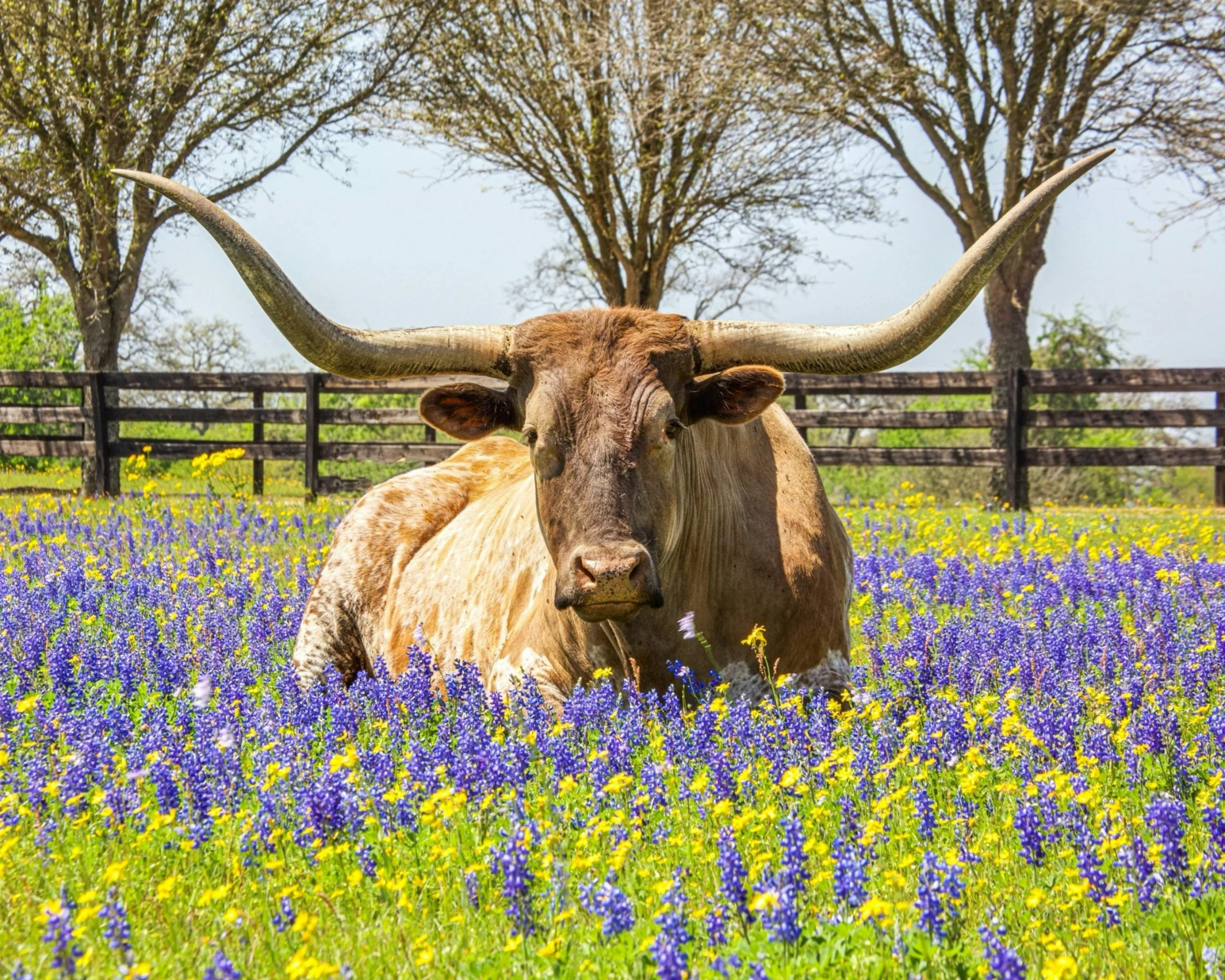 The Future of Farming and Ranching in Texas