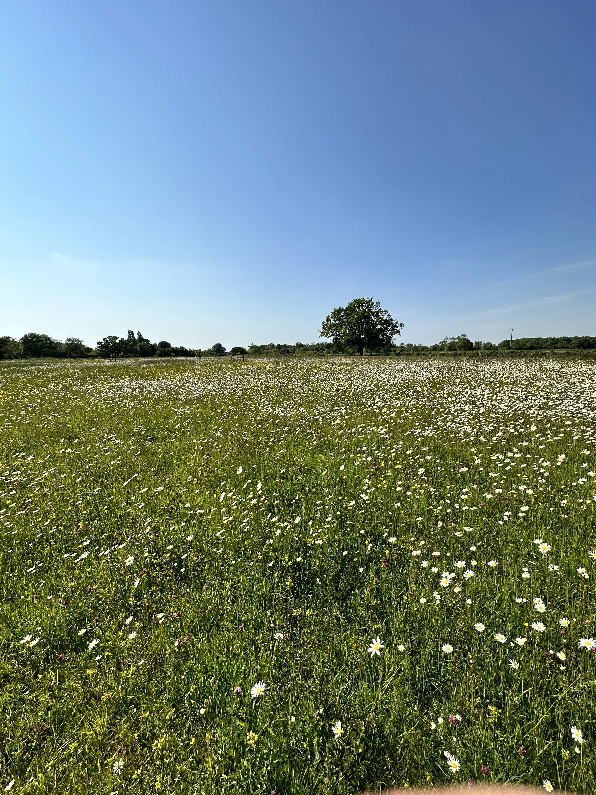 A Conservation Tour of Wyken - June 6th