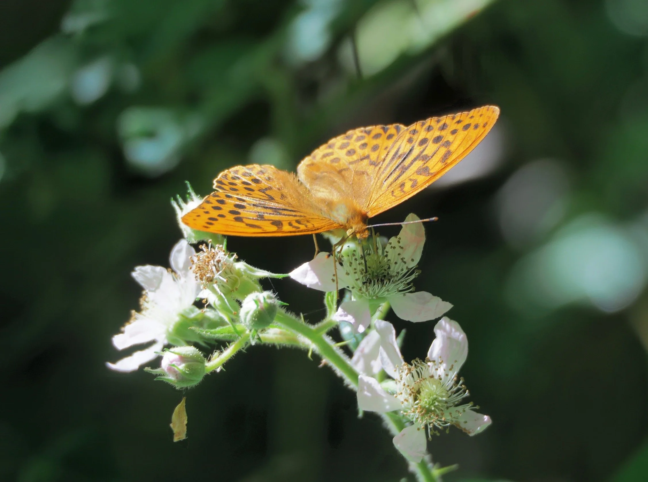Butterflies &amp; Moths: A Guided Walk - June 28th