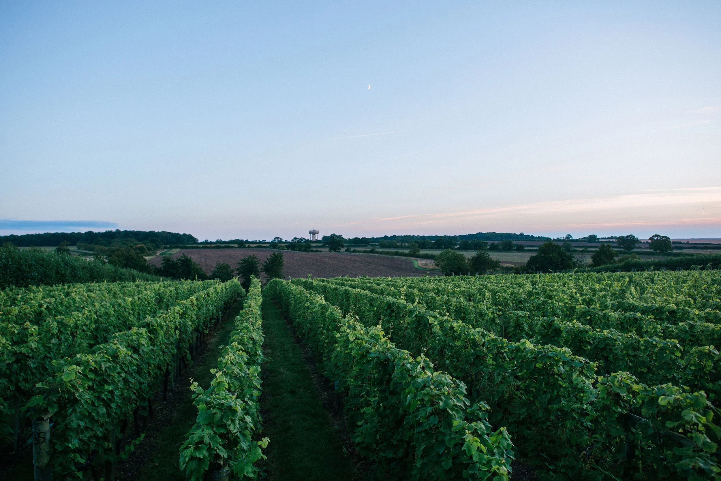 Vineyard Tour: 11AM
