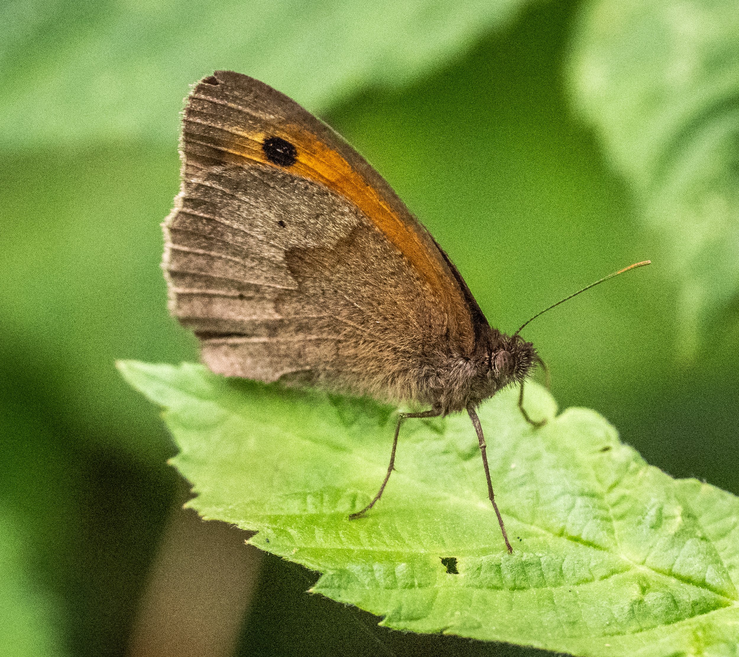 A morning among butterflies and moths