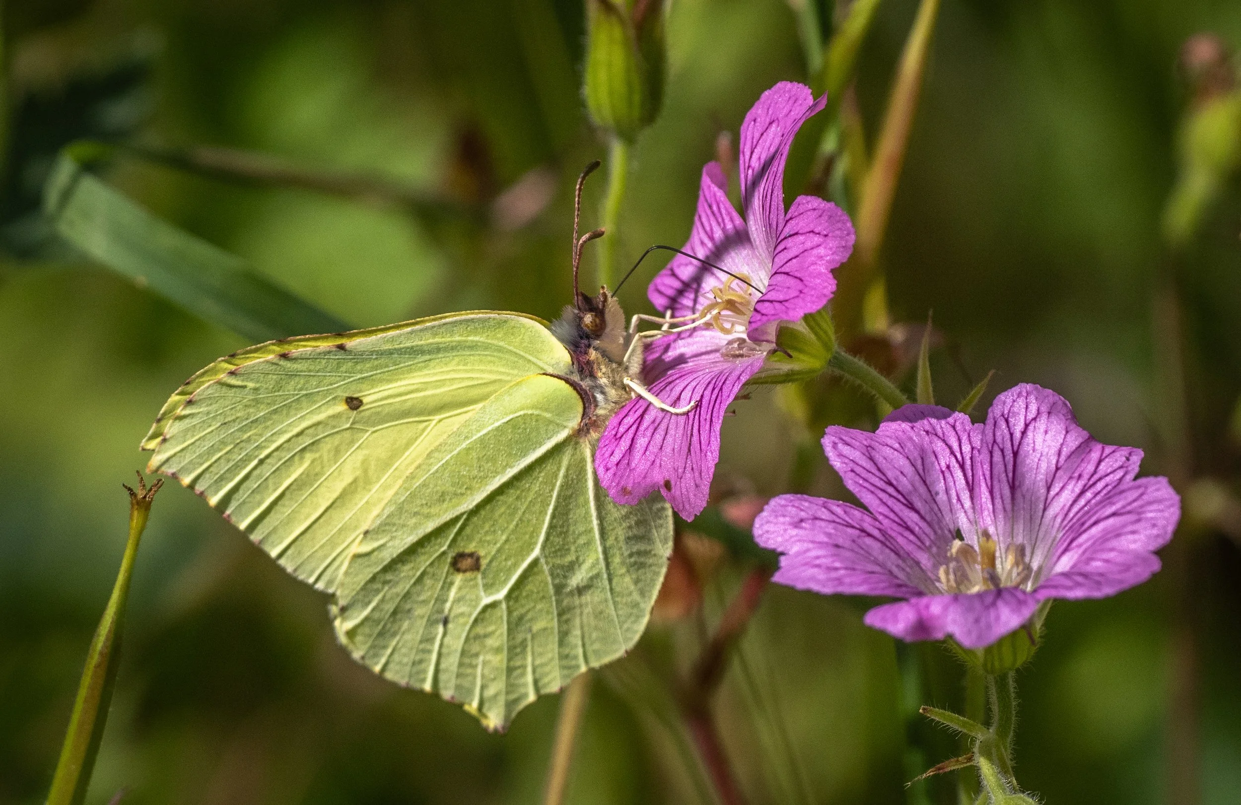 Wyken Hall - butterflies & moths (21 of 23).jpg