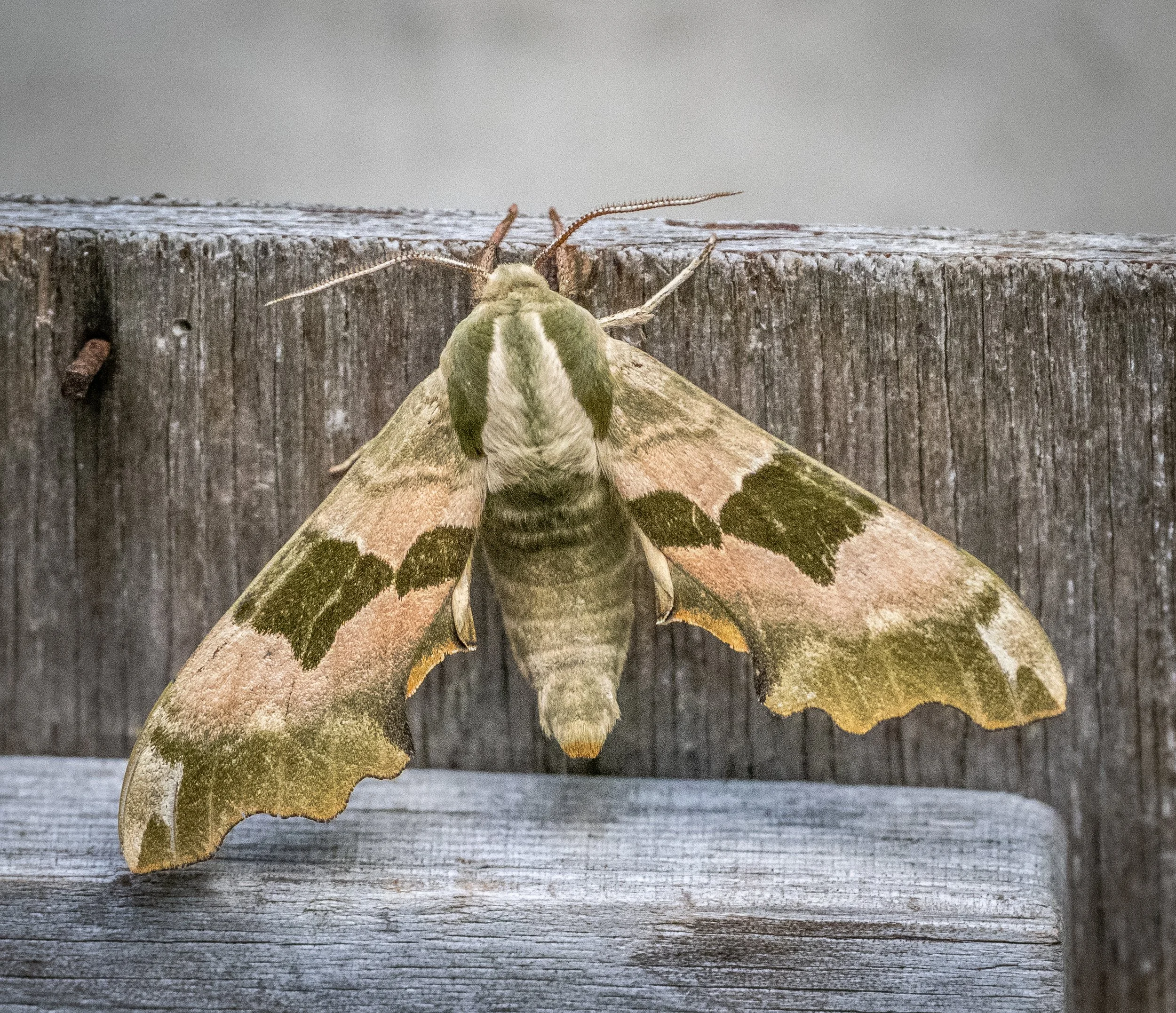 Wyken Hall - butterflies & moths (12 of 23).jpg