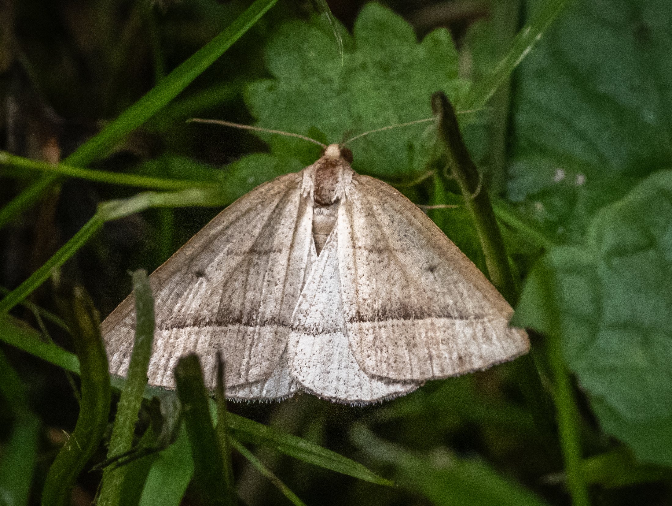 Wyken Hall - butterflies & moths (7 of 23).jpg