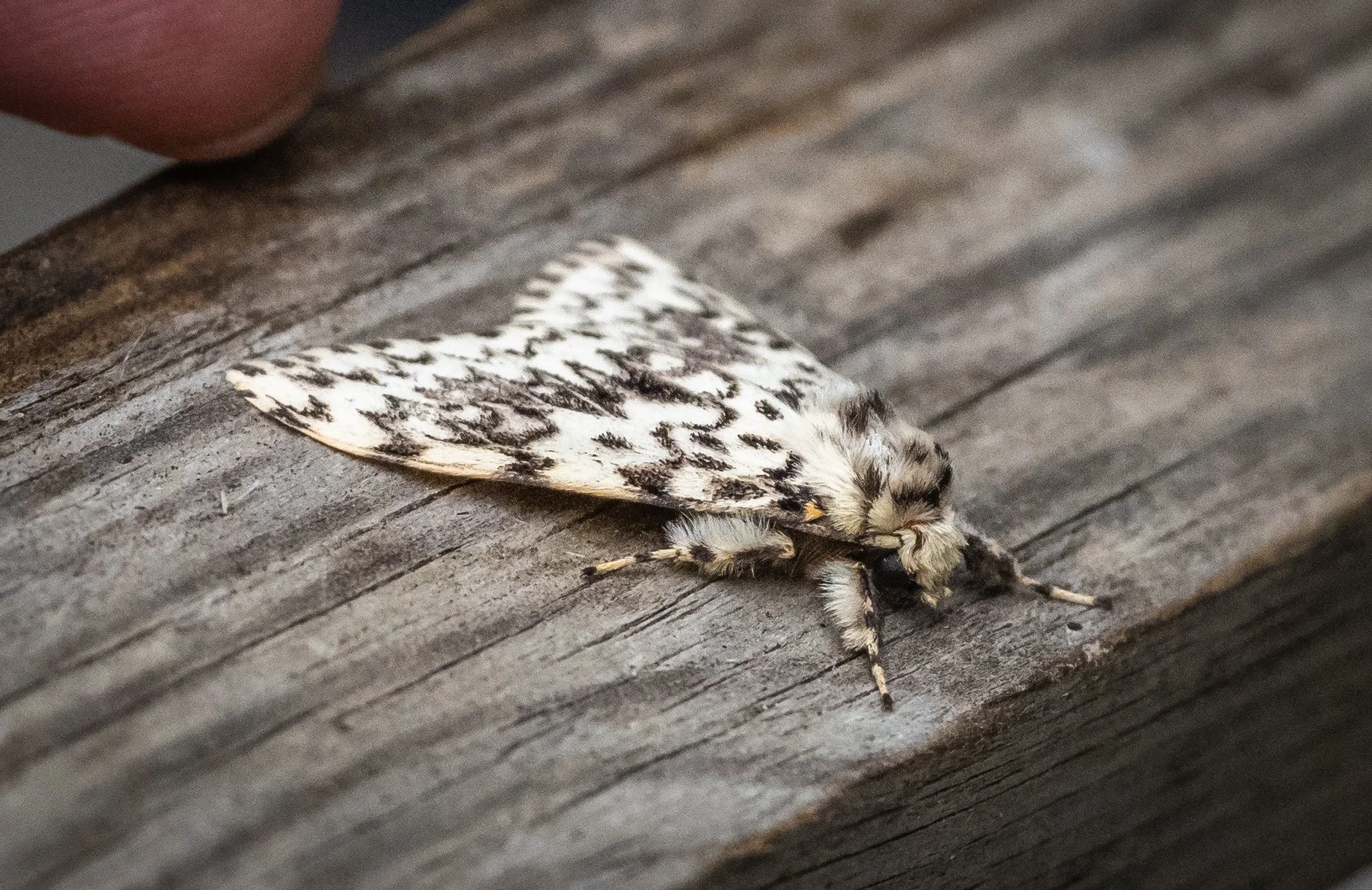 Wyken Hall - butterflies & moths (2 of 23).jpg