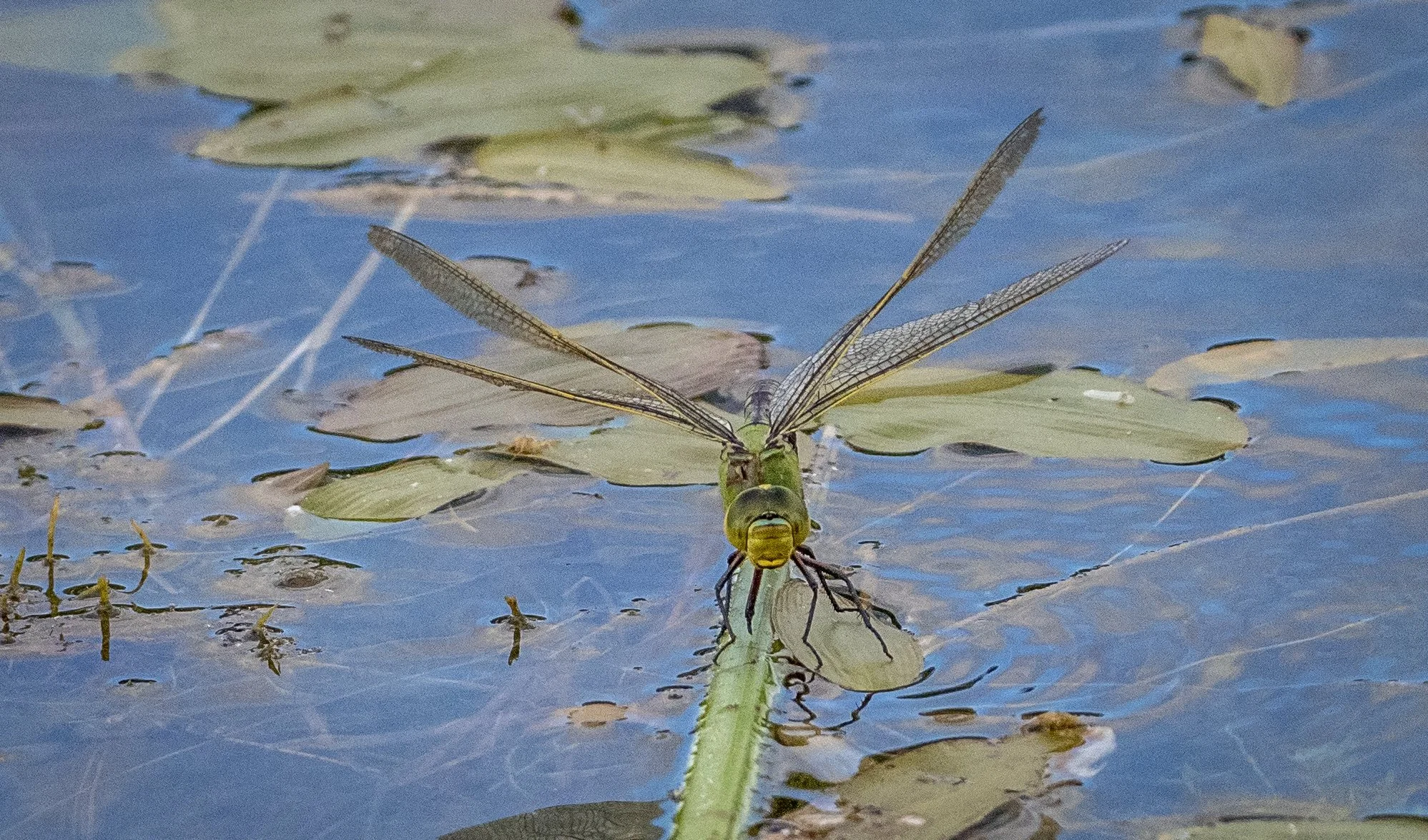 Wyken Hall - butterflies & moths (18 of 23).jpg