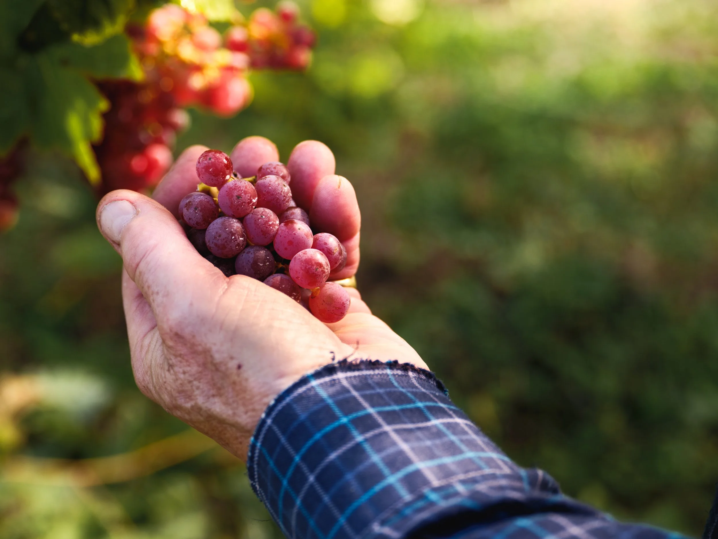 Wyken Vineyard -18.jpg