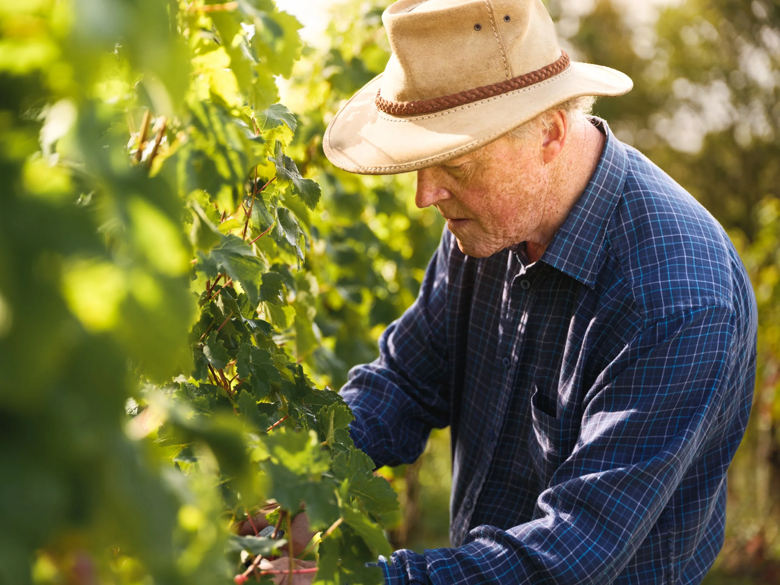 Wyken Vineyard -17.jpg