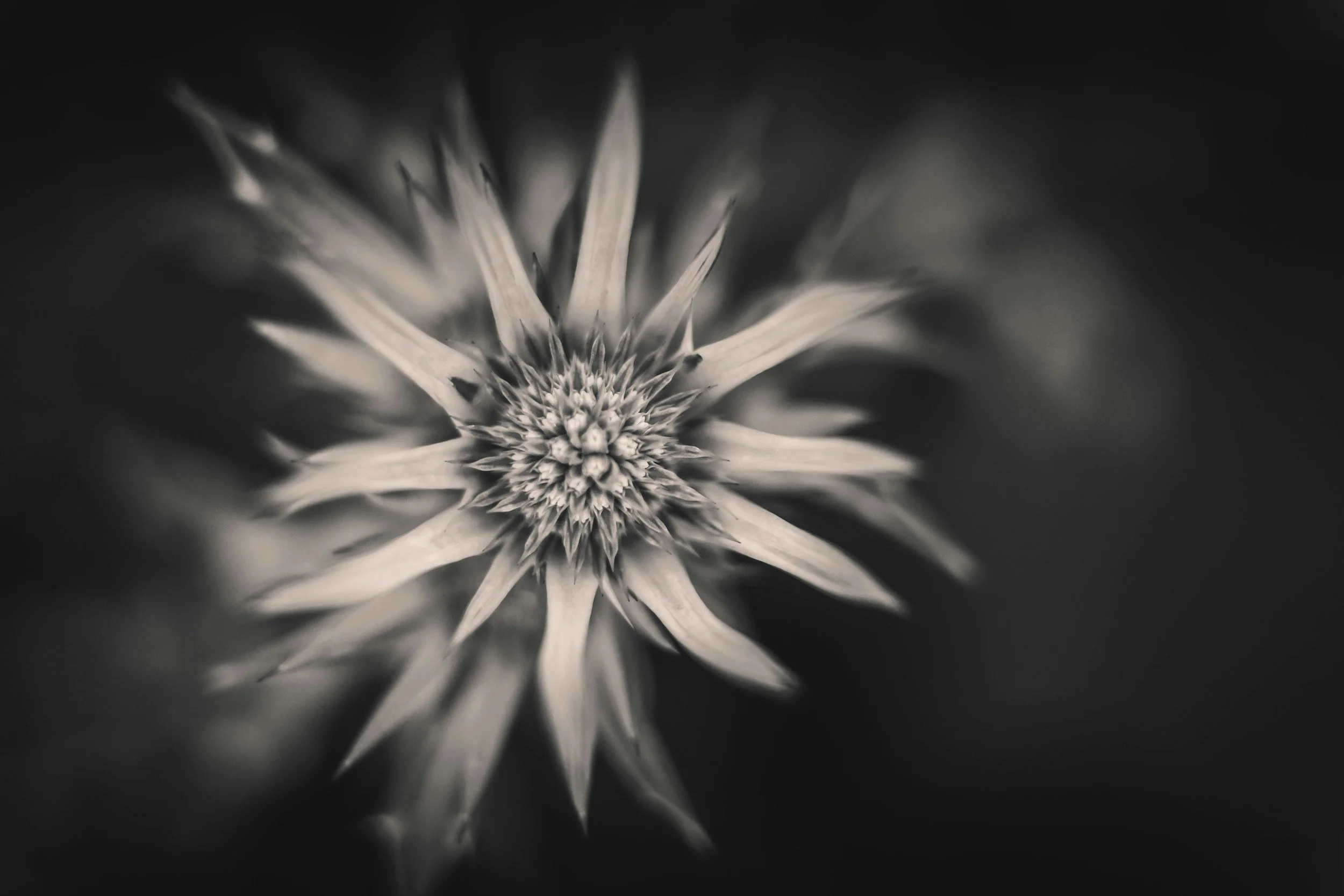 Black and white close-up of a flower with pointed petals and a textured center, blurred background.