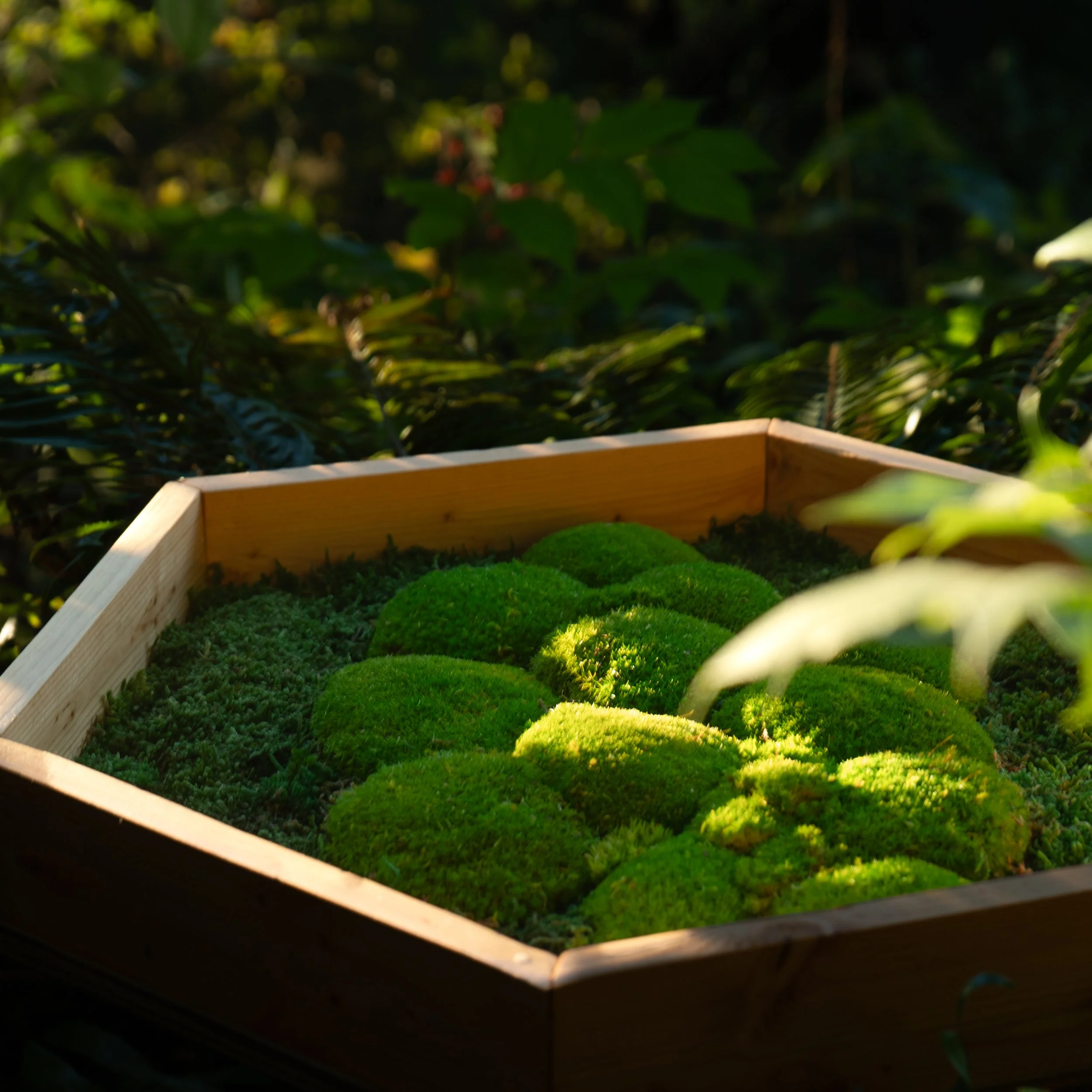 Hex Nature Side.jpeg