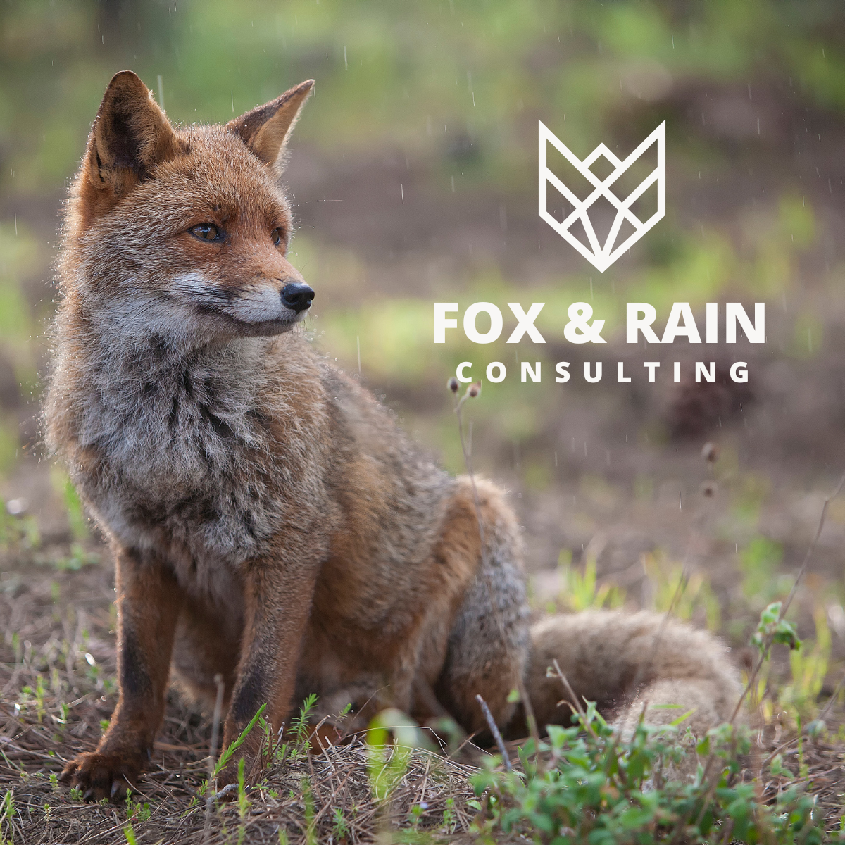 What’s in a Name? The story of Fox &amp; Rain.