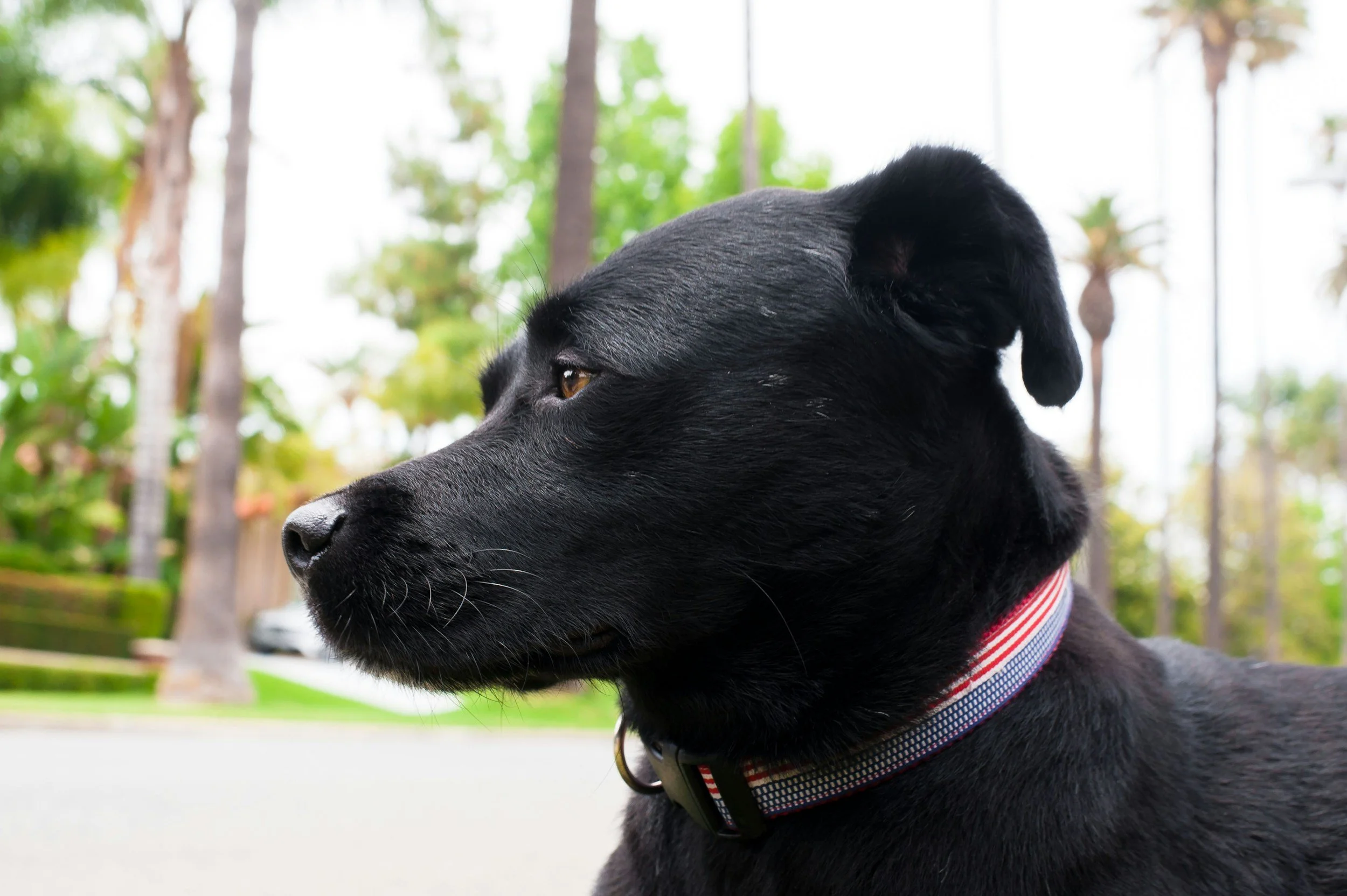 Close-up of a black dog with a striped collar, looking to the left, with trees and palm trees in the background.