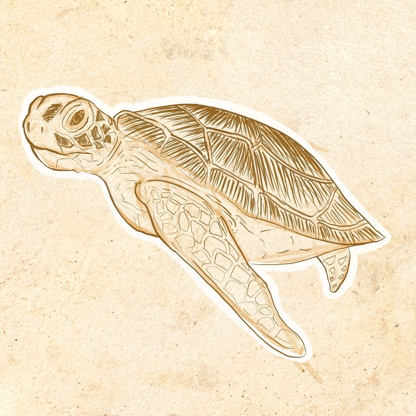 Day 11: Shell π’