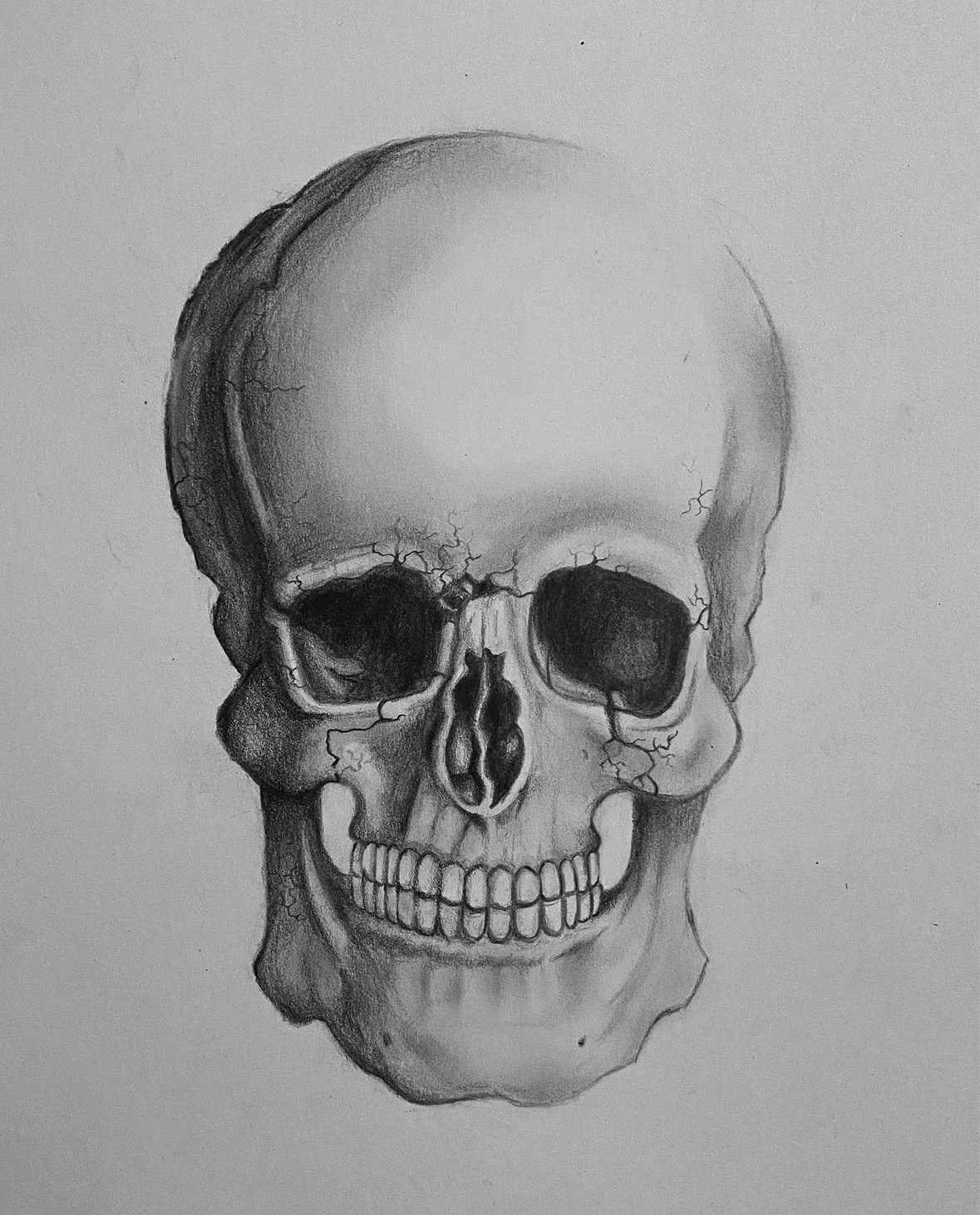 Skull Still Life, Graphite on Paper, 2022