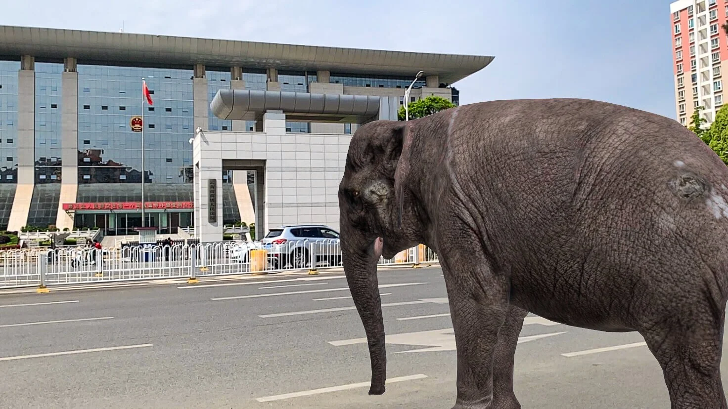 The Elephant in the Room 2024 Augmented Reality experience, dance video, lawsuit