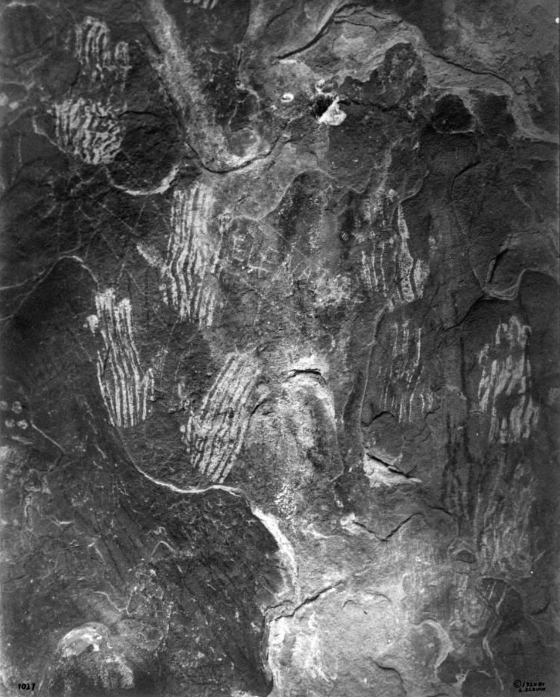 a black and white cave painting