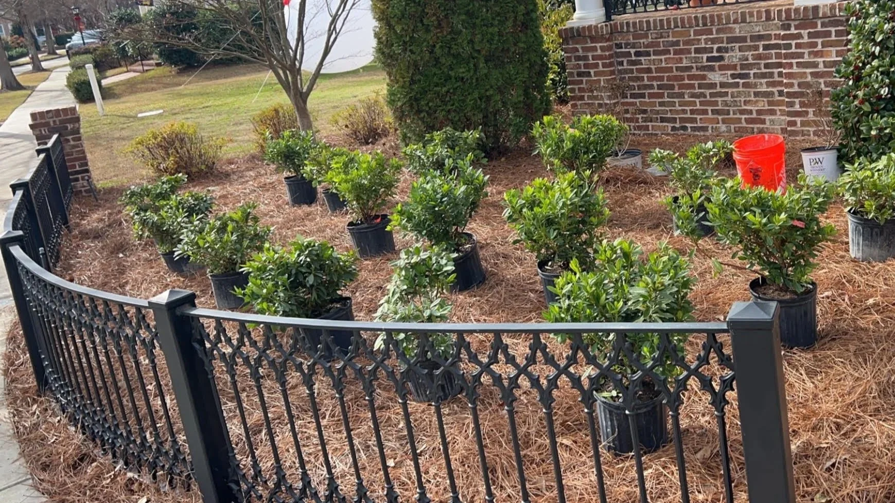 Small shrub plants in black pots arranged inside a black wrought iron fence near a brick wall, with a red bucket and white container in the background.