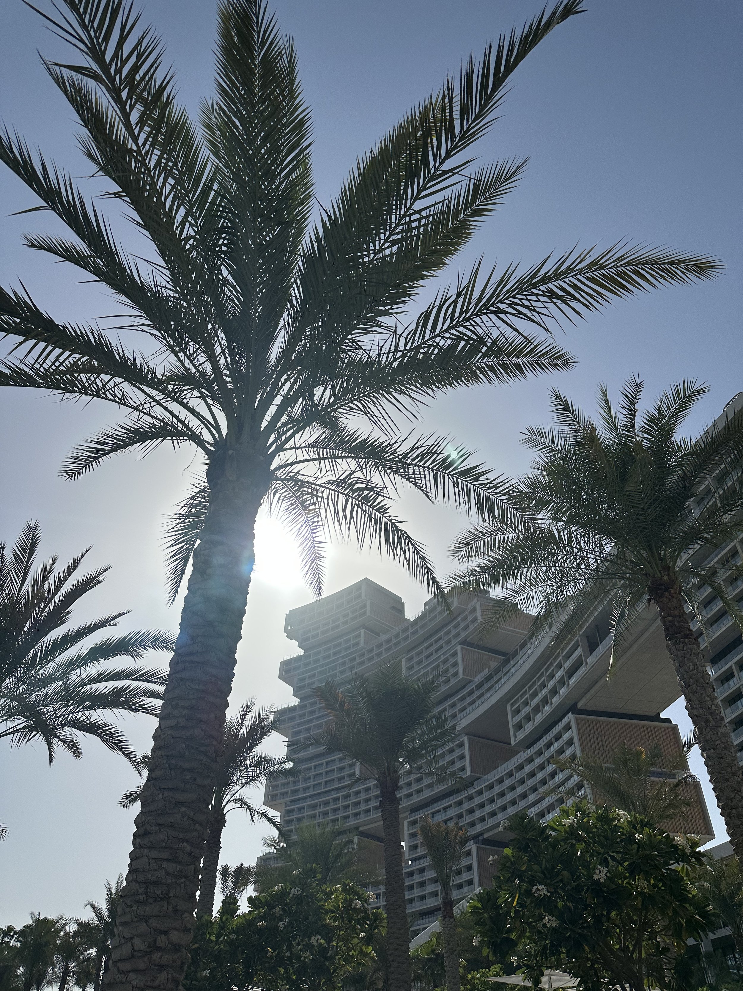 Tall palm trees with a modern high-rise building in the background under a clear sky.