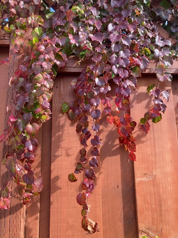 Boston Ivy in the fall